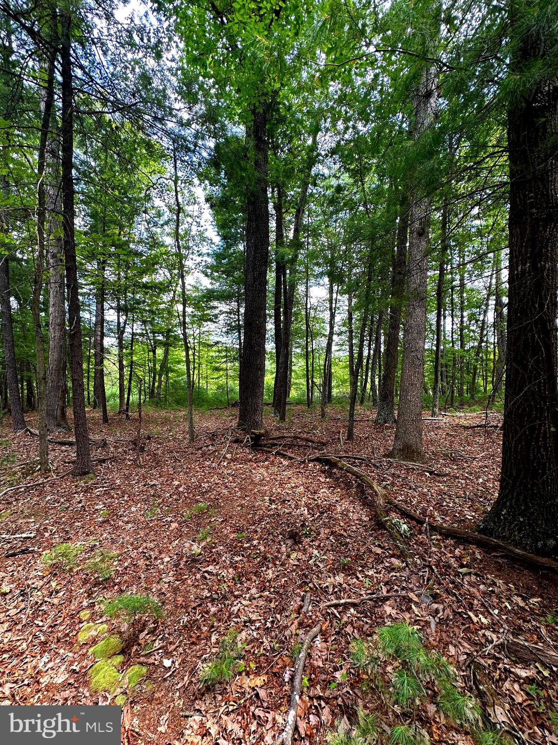 Take me down to the CACAPON RIVER.  20 Wooded acres to call home or to just kick back on the weekends.  Build your forever home, retirement home or weekend retreat! Established Campsite with Shower House, fire ring, picnic table & grill. Sportsman's paradise! Community deeded access to Cacapon River for all those lazy days of summer.   Cacapon River is very popular with fisherman, kayakers and canoers. Multiple building sites to choose from! Potential mountain views with a small tree clearing/trimming.  Easy, all season access.