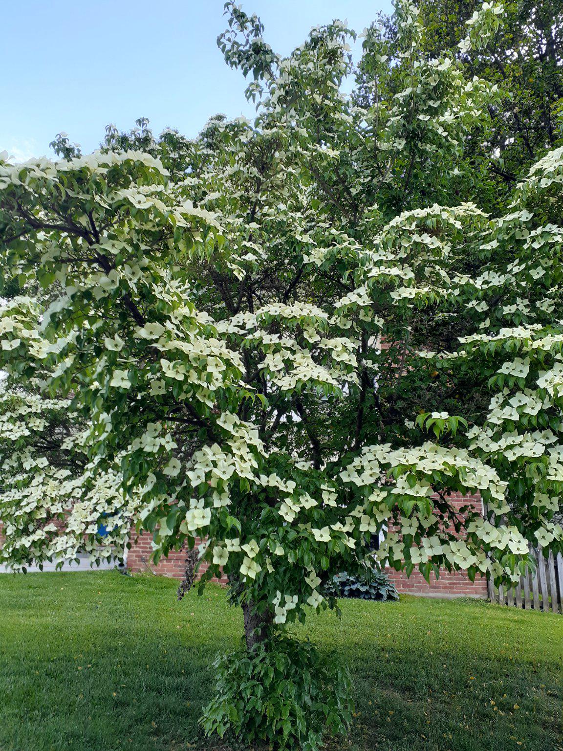 GREENWICH FOREST - Residential
