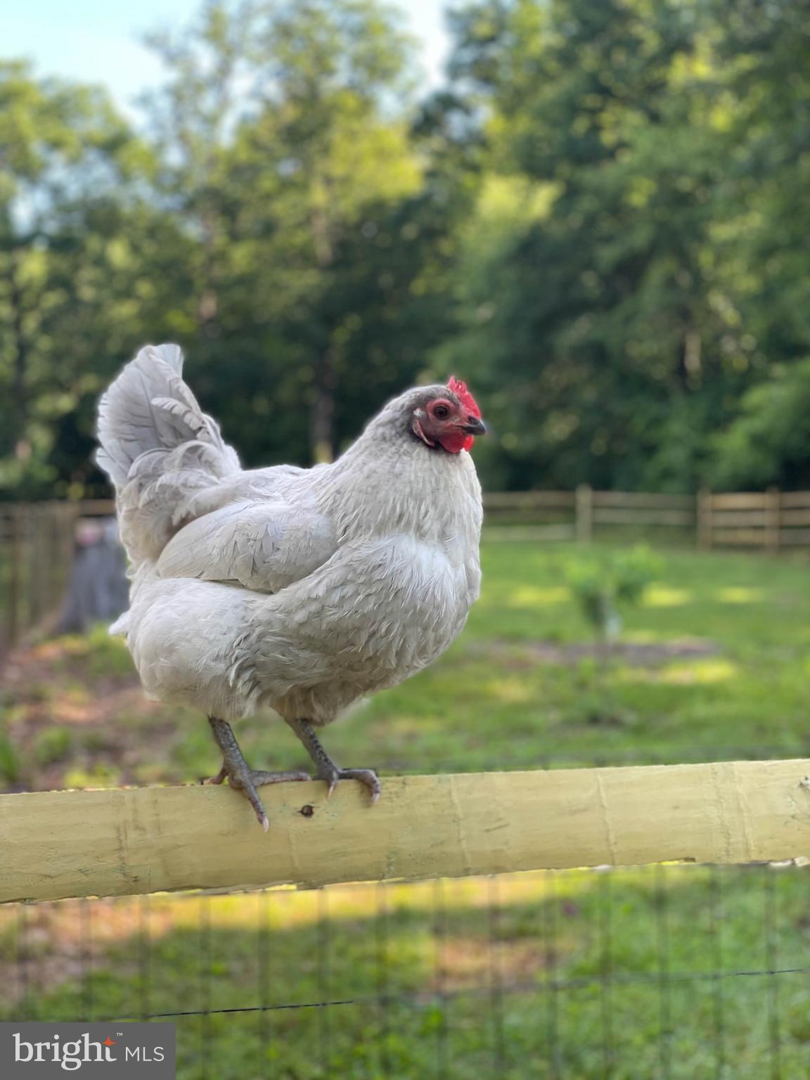 PINEY BRANCH FARMS - Residential