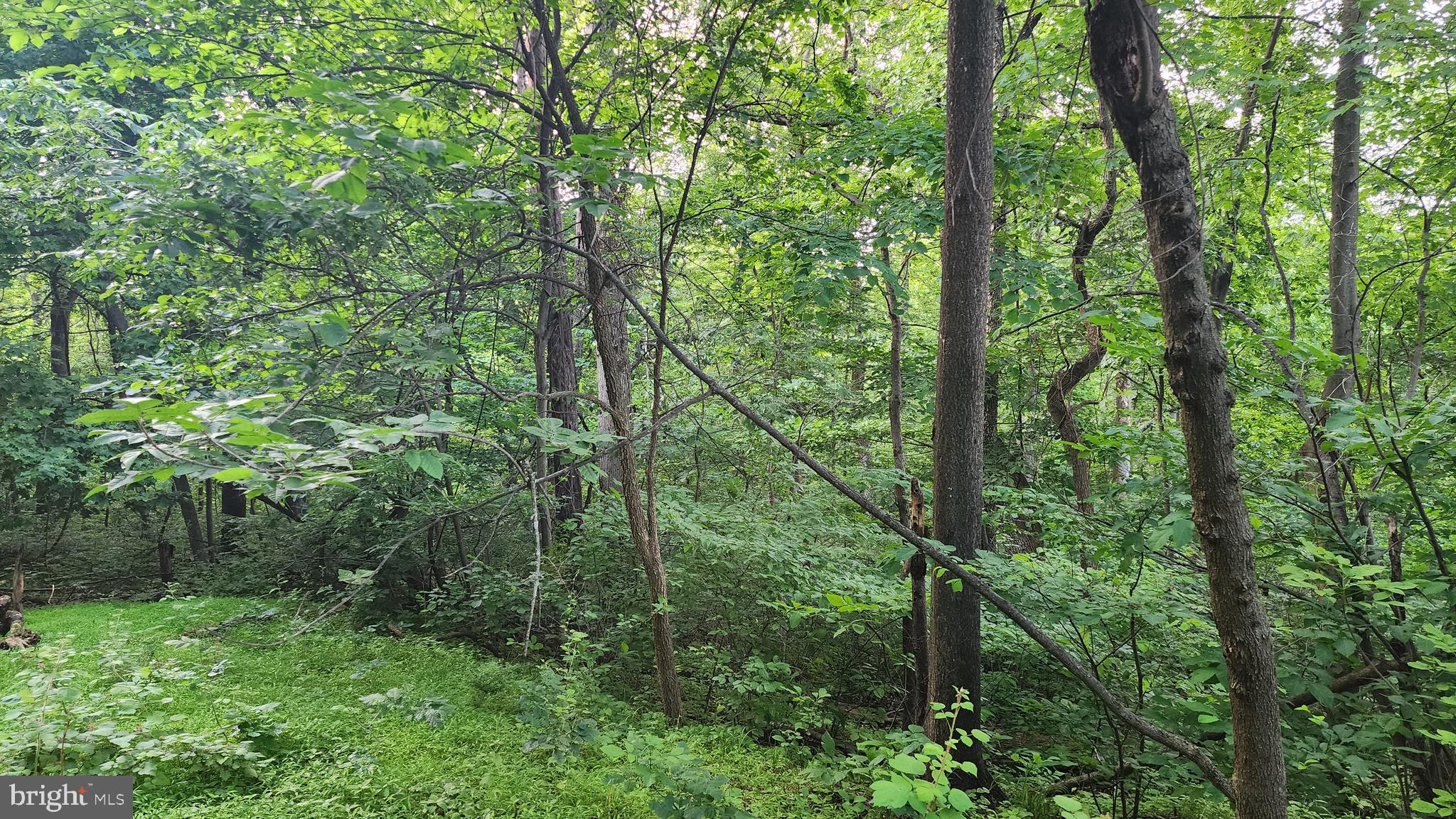 WHAT A LOCATION! This lot will require  perc testing and will need a well. Seller will allow perc testing with a ratified contract at buyer's expense.  Carroll Valley Borough does not maintain the right section of Oak Ridge Trail. However, the eventual home owner can request (with an application) that the Borough continue the road maintenance. A beautiful high spot, wooded, bordering an open farmland, with - potentially - gorgeous views.