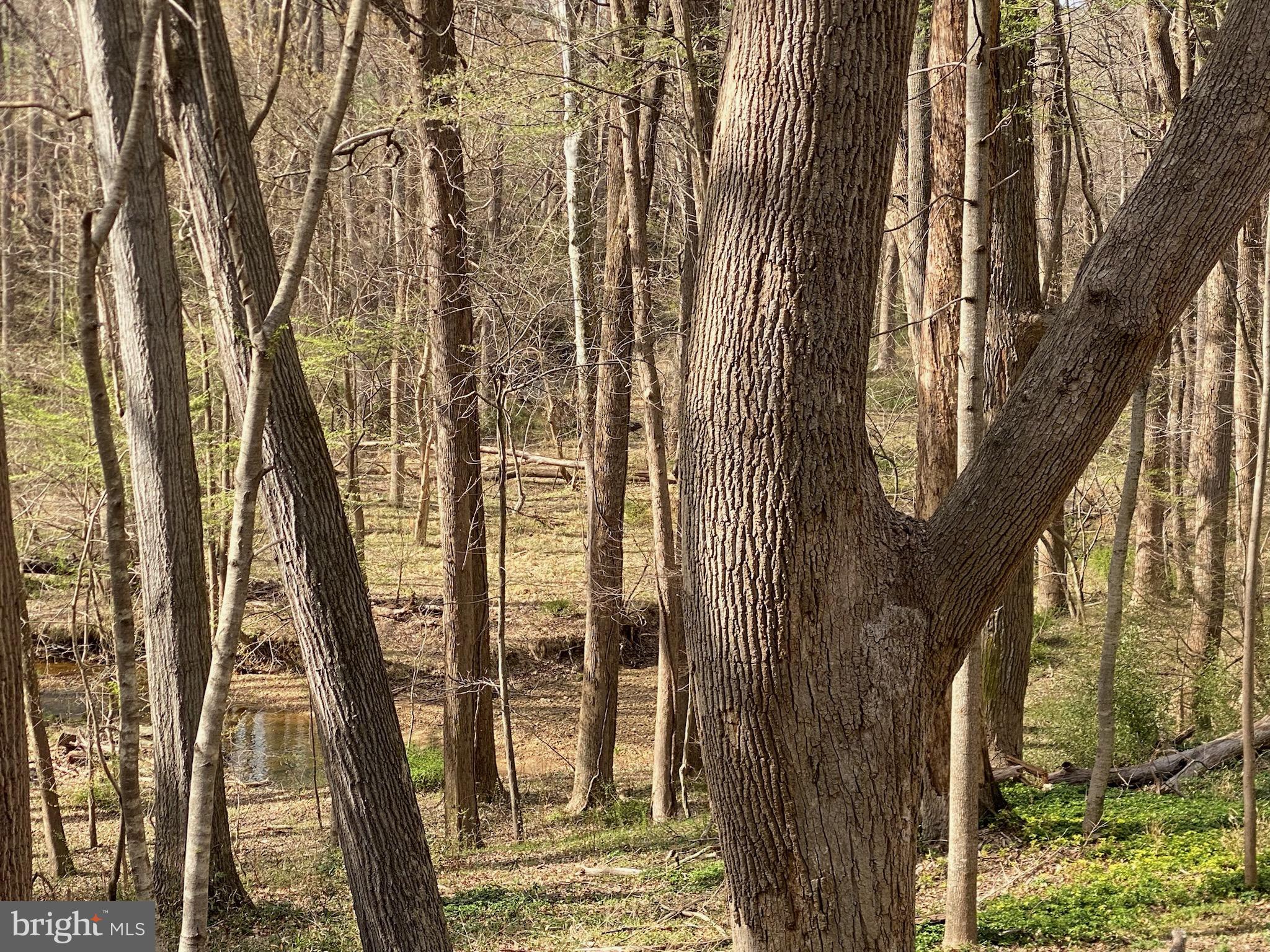 Everyone says it, but this one truly is the one you have to see to believe… 

Tucked away just off the designated rustic Glen Mill Road lies a rare opportunity: 3.72 acres of serene, creekside retreat — your very own private nature preserve.  From the road, the land may appear unassuming. But step into the trees, and its magic reveals itself. Neighbors fade from view, and you're immersed in complete seclusion. This is a place where peace lives in the rustling leaves, and nature thrives all around — wild turkeys, deer, foxes, and many more sharing your woodland haven.

Design and build your dream estate-style home — with room to add an Accessory Dwelling Unit (ADU) — on a spacious homesite nestled above the gently winding banks of Piney Branch. A private lane welcomes you in, guiding you to this wooded sanctuary where life slows down and quiet moments abound.

And while it feels a world away, you're only minutes from I-270, Potomac Village, shopping, garden centers, beautiful parks, and the world-renowned Glenstone Museum. Whether you're relaxing at home or exploring the area, the best of both worlds is right at your doorstep.

This is more than a property. It’s a blank canvas — a chance to create your own paradise and experience a lifestyle few ever find.