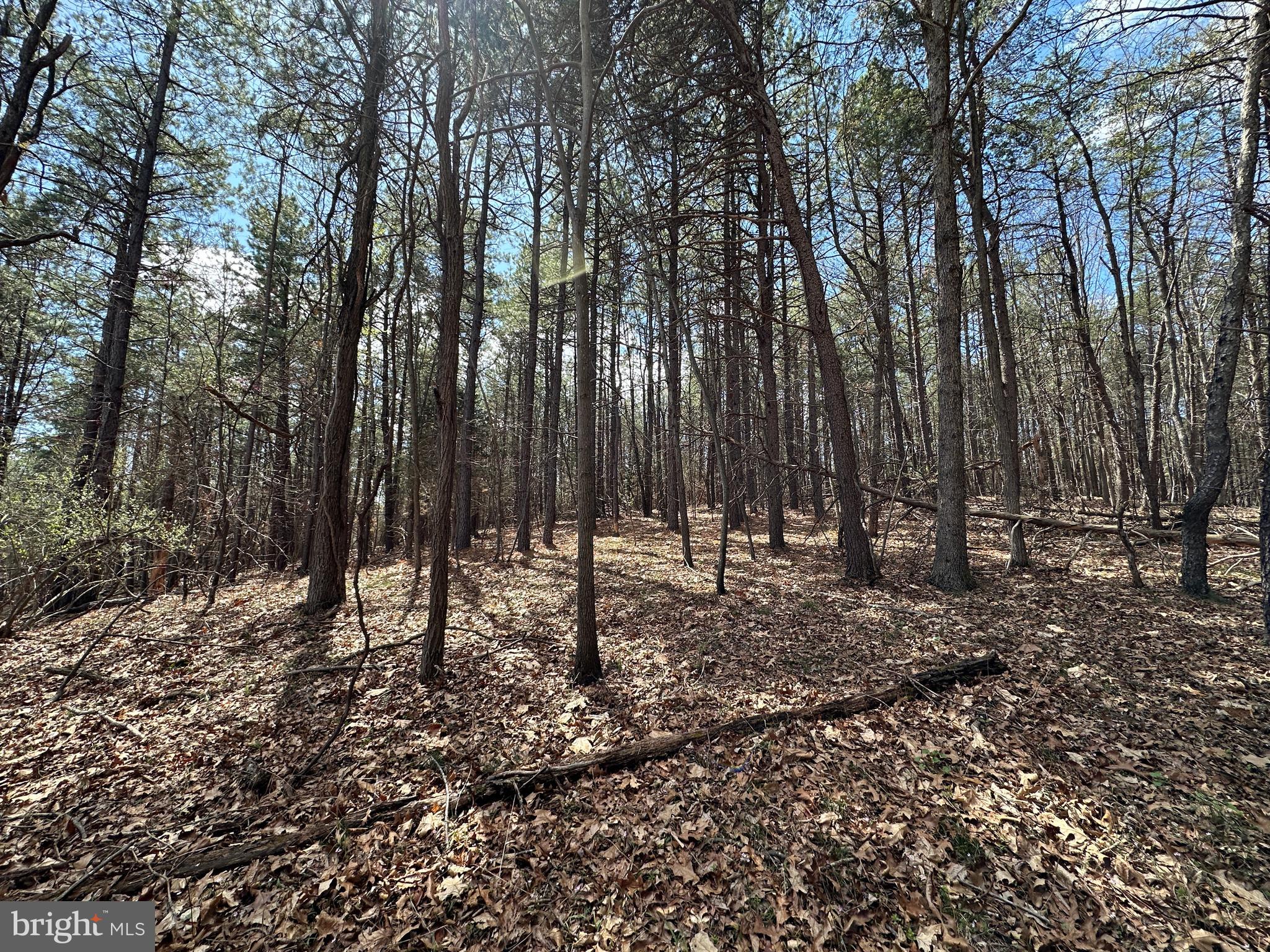 ASHBY FOREST - Land