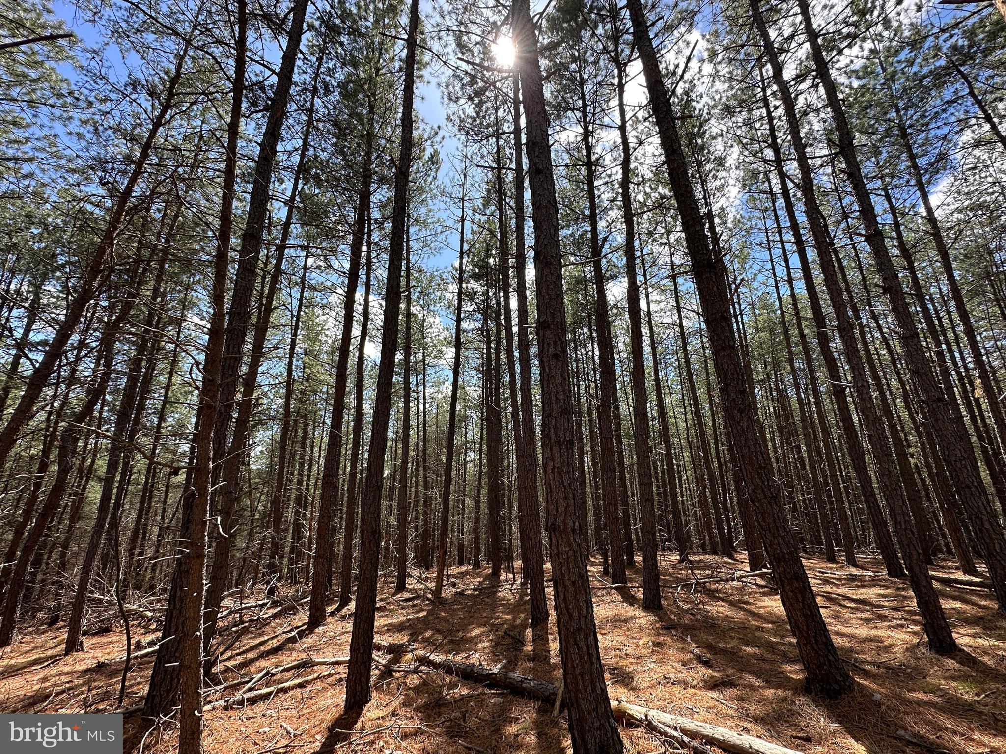 ASHBY FOREST - Land