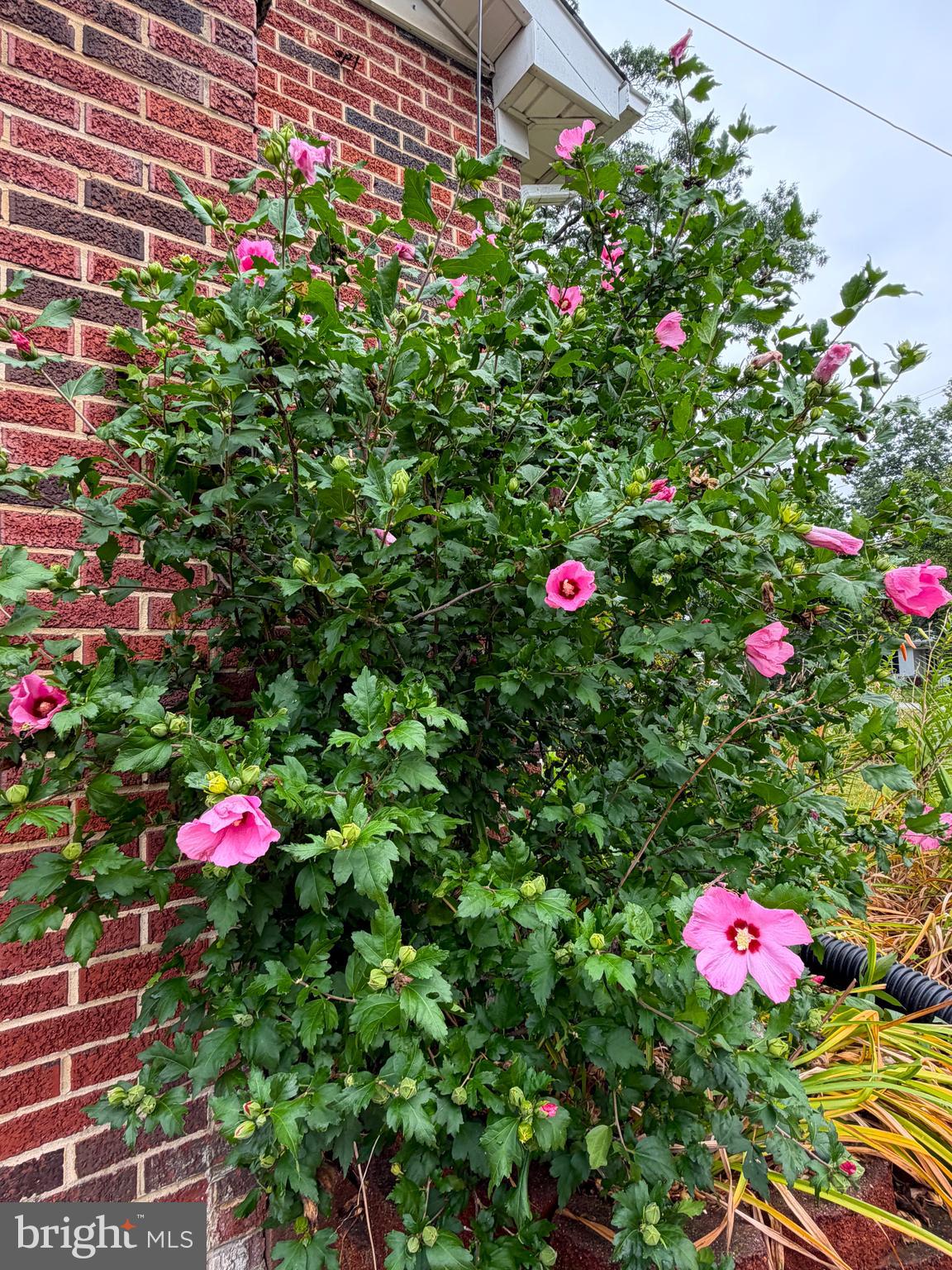 ROSEDALE - Residential