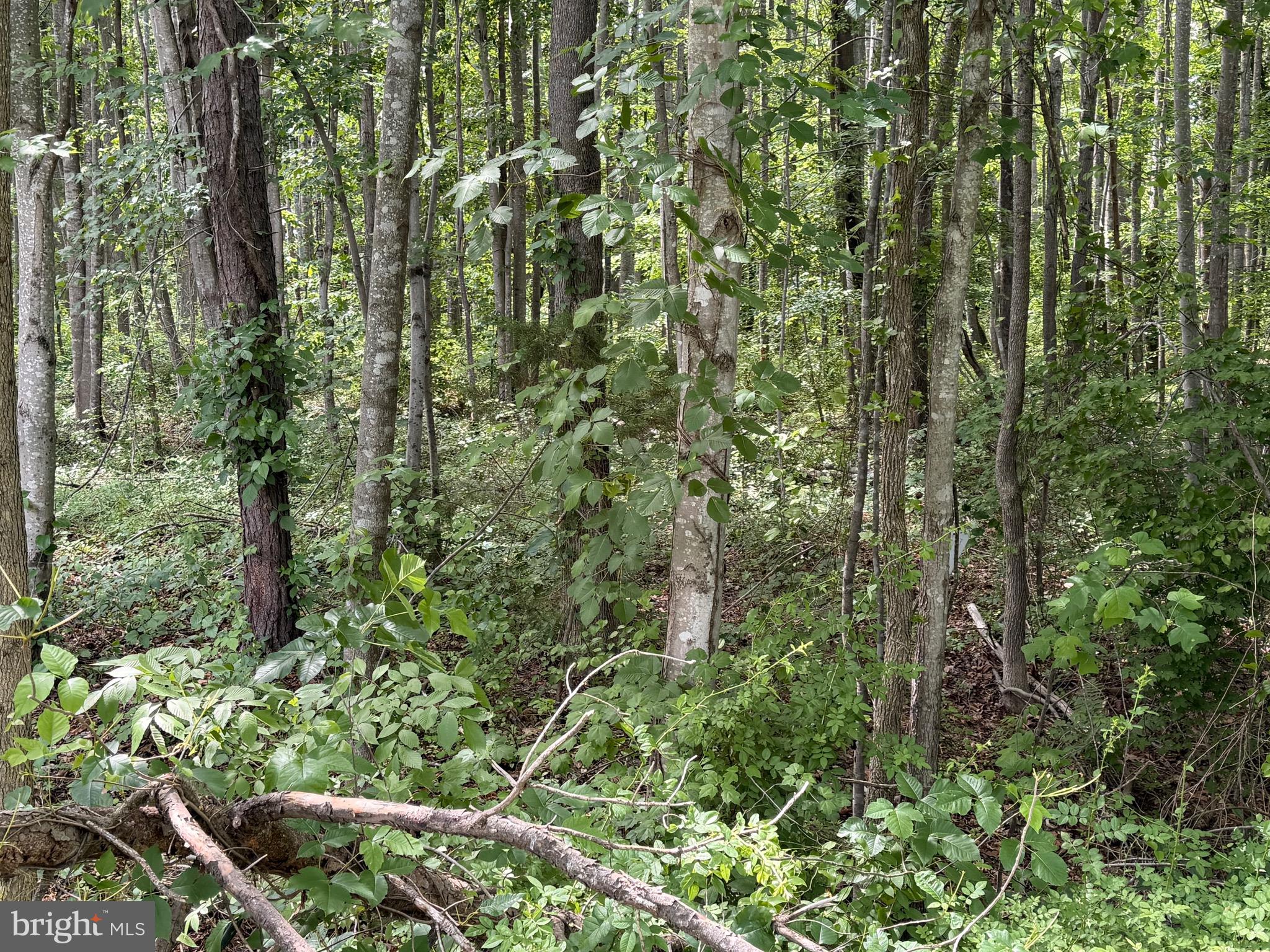 OVERTON FORK - Land