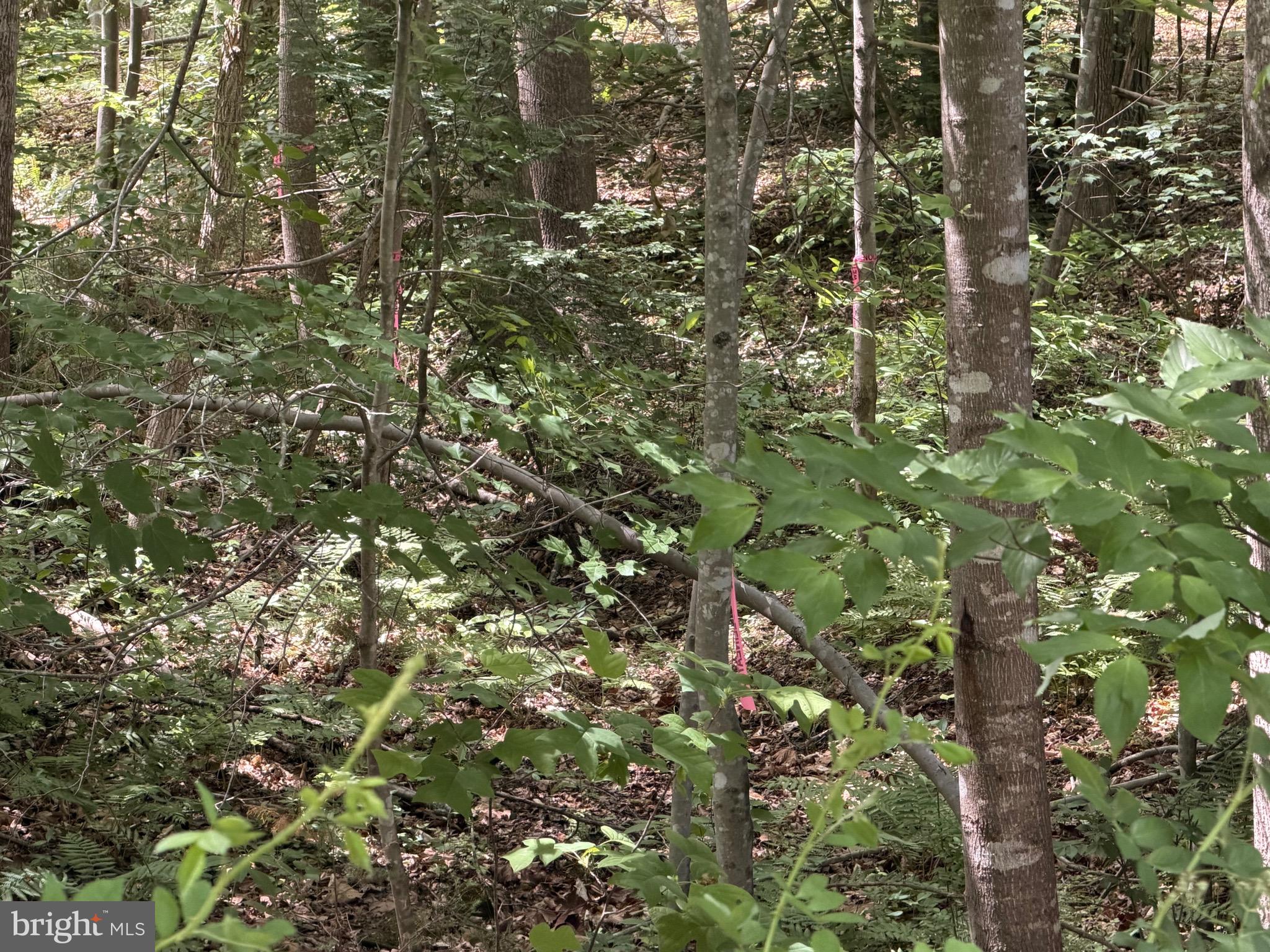 OVERTON FORK - Land