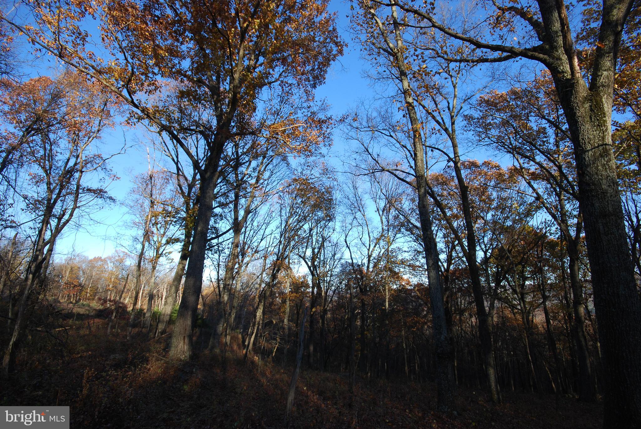 MILL MOUNTAIN ORCHARD - Land