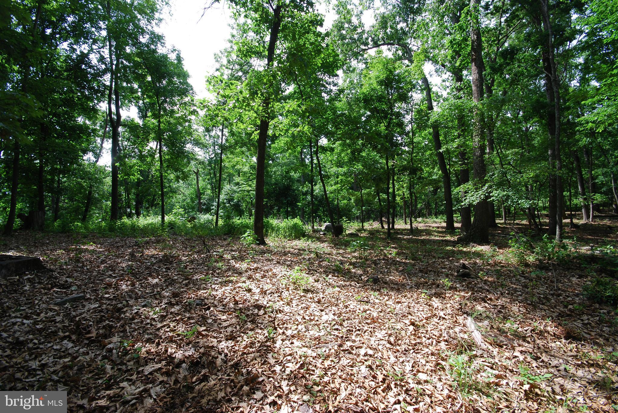 MILL MOUNTAIN ORCHARD - Land