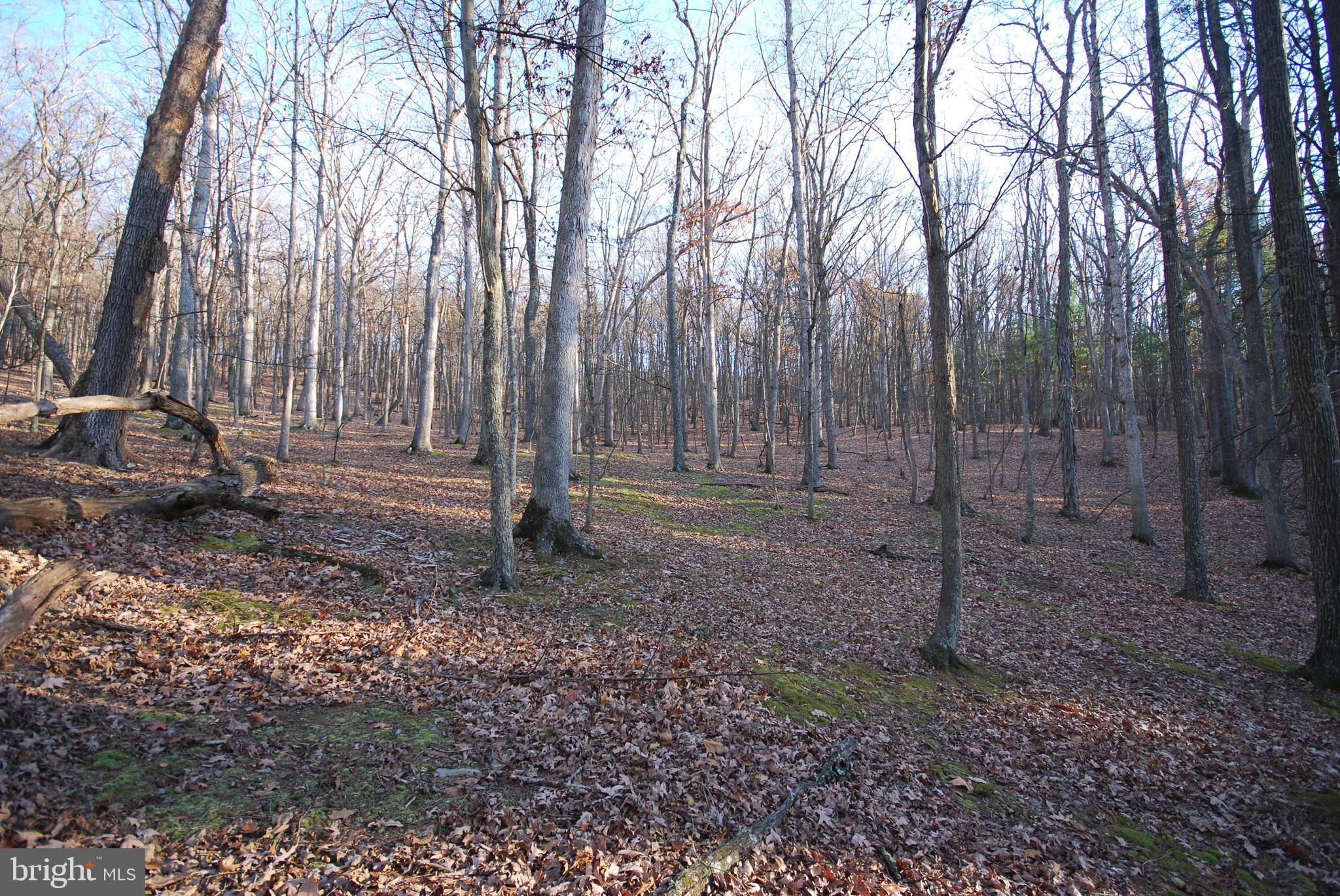 MILL MOUNTAIN ORCHARD - Land