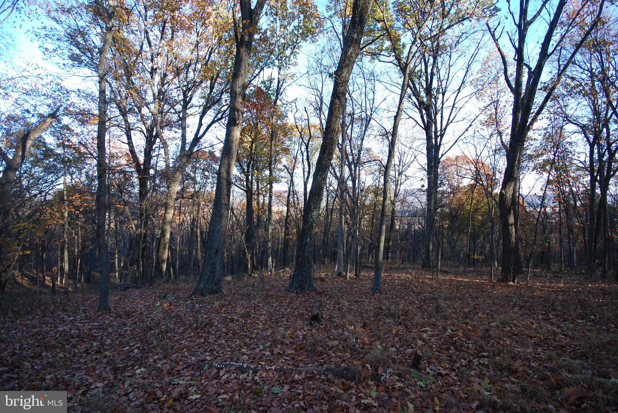 MILL MOUNTAIN ORCHARD - Land