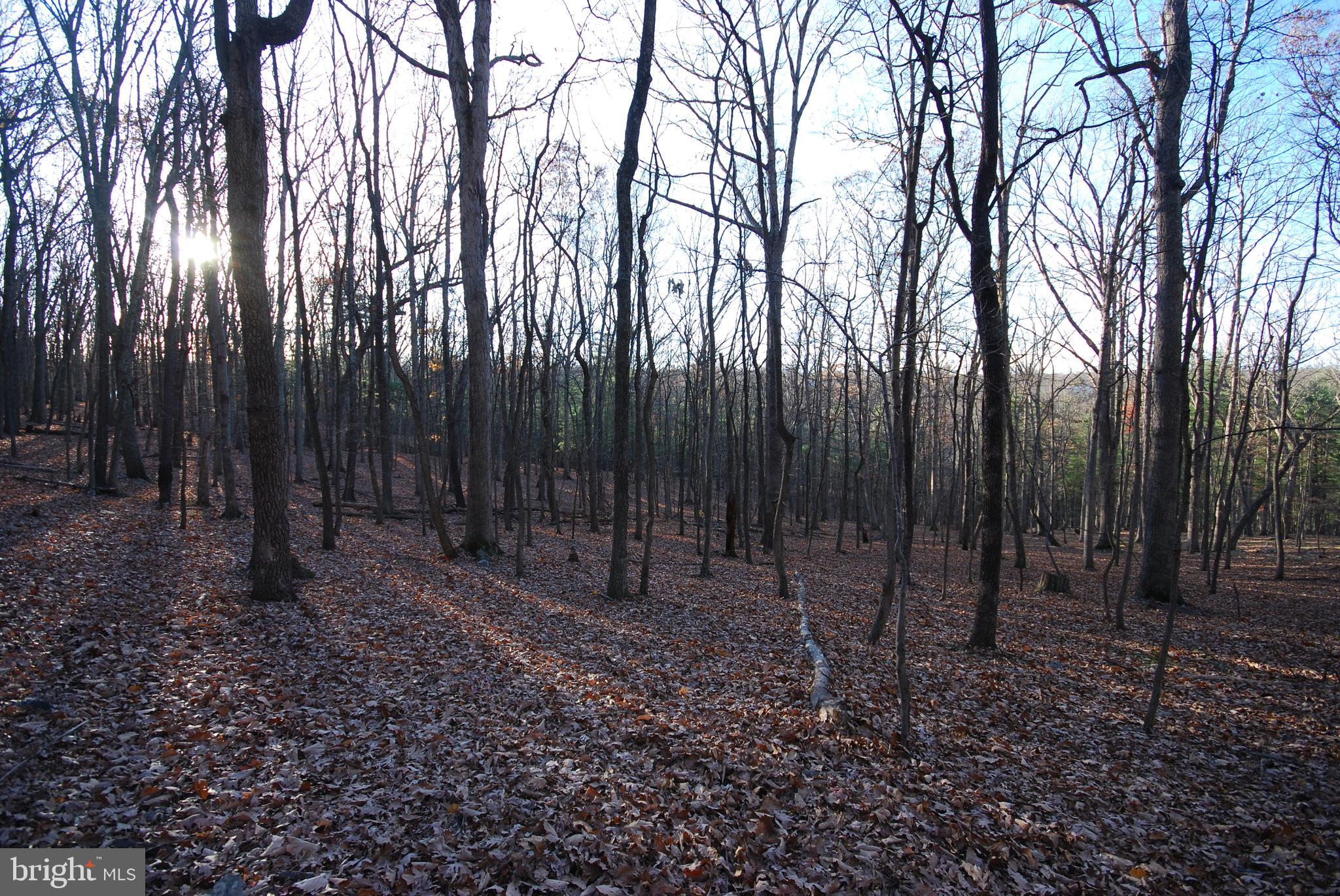 MILL MOUNTAIN ORCHARD - Land
