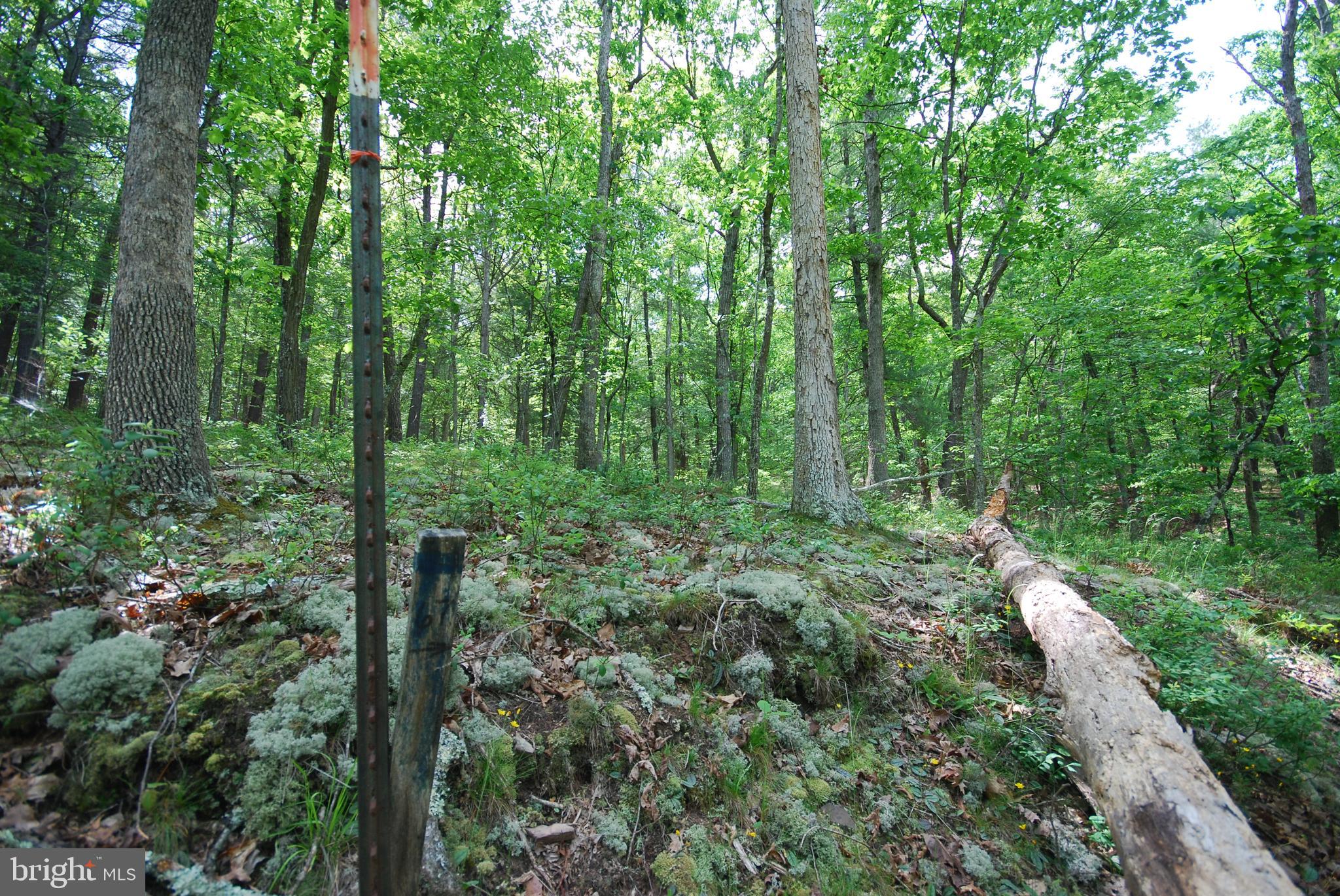MILL MOUNTAIN ORCHARD - Land