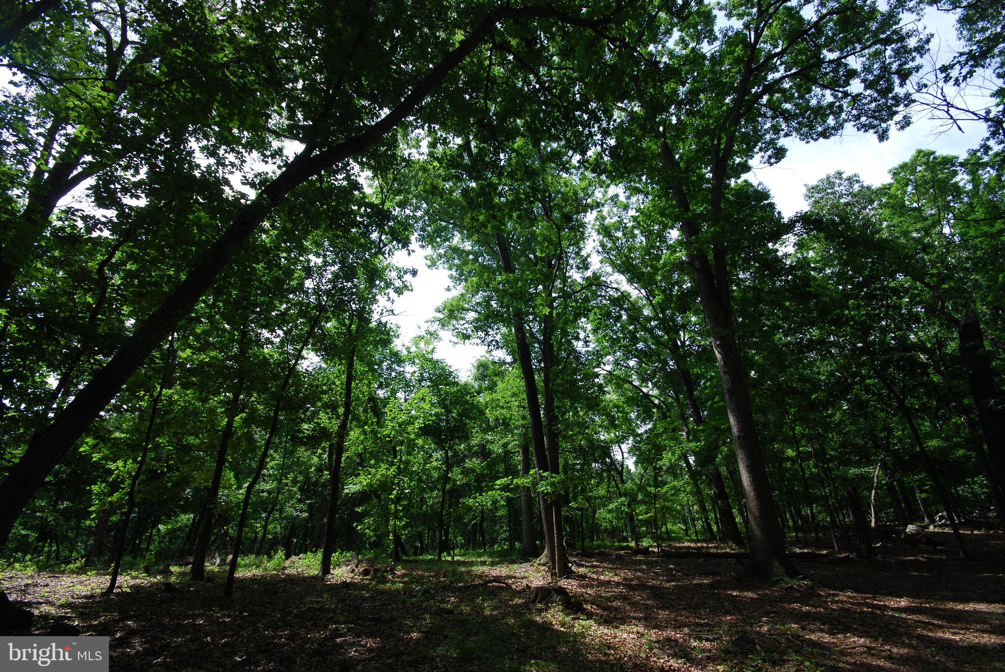 MILL MOUNTAIN ORCHARD - Land