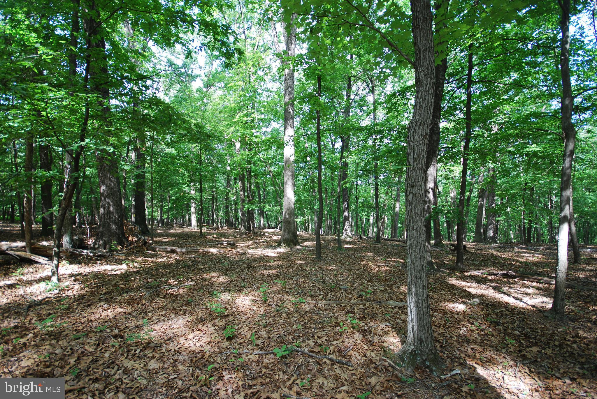 MILL MOUNTAIN ORCHARD - Land