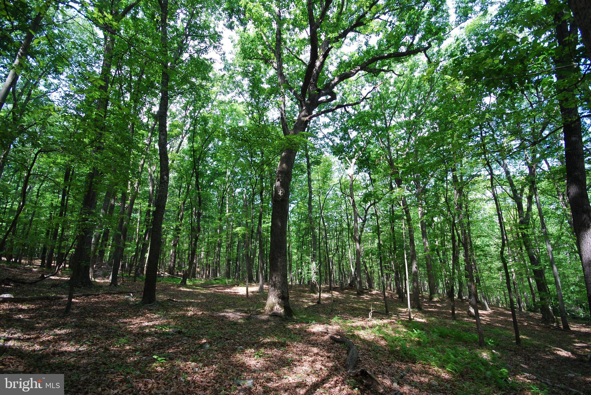 MILL MOUNTAIN ORCHARD - Land