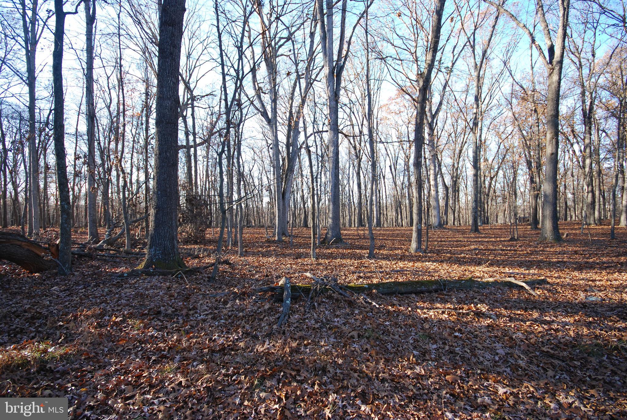MILL MOUNTAIN ORCHARD - Land