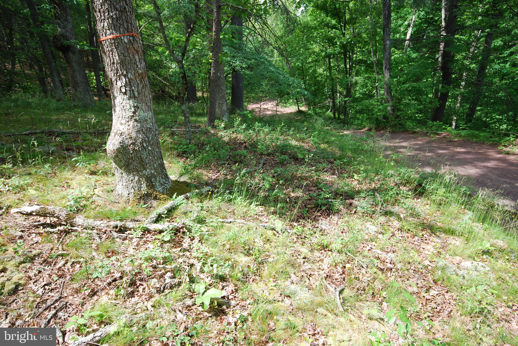 MILL MOUNTAIN ORCHARD - Land