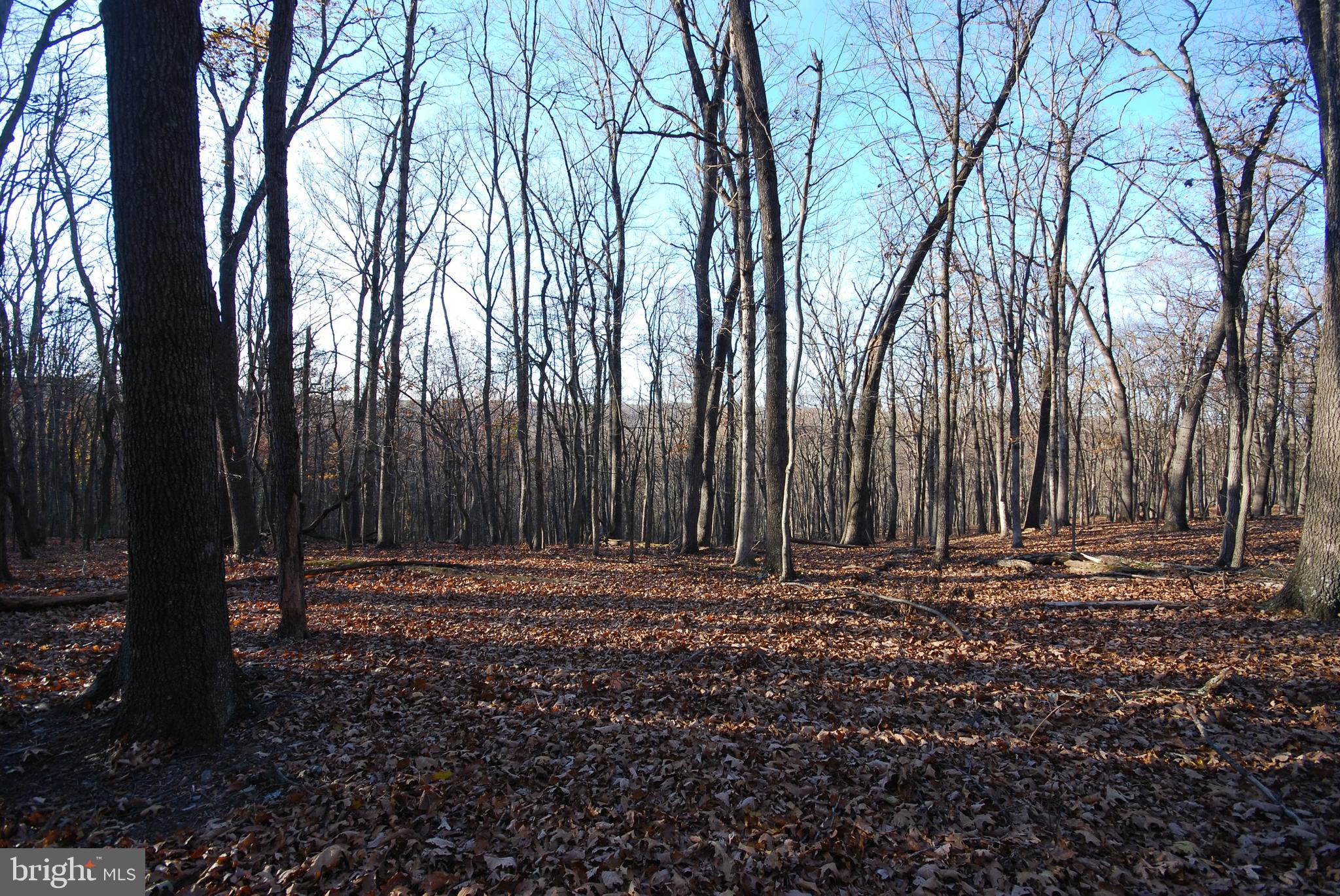 MILL MOUNTAIN ORCHARD - Land