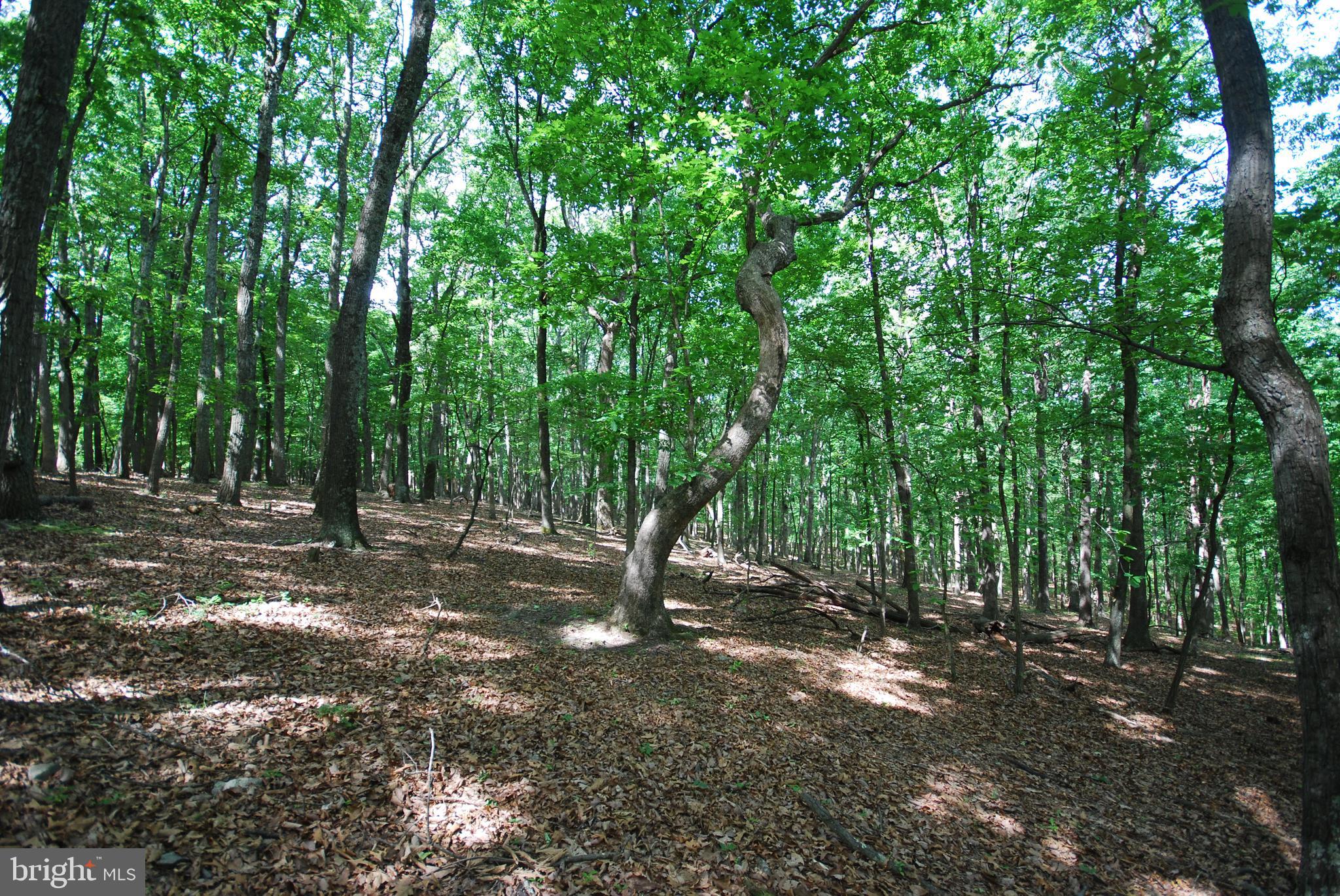 MILL MOUNTAIN ORCHARD - Land