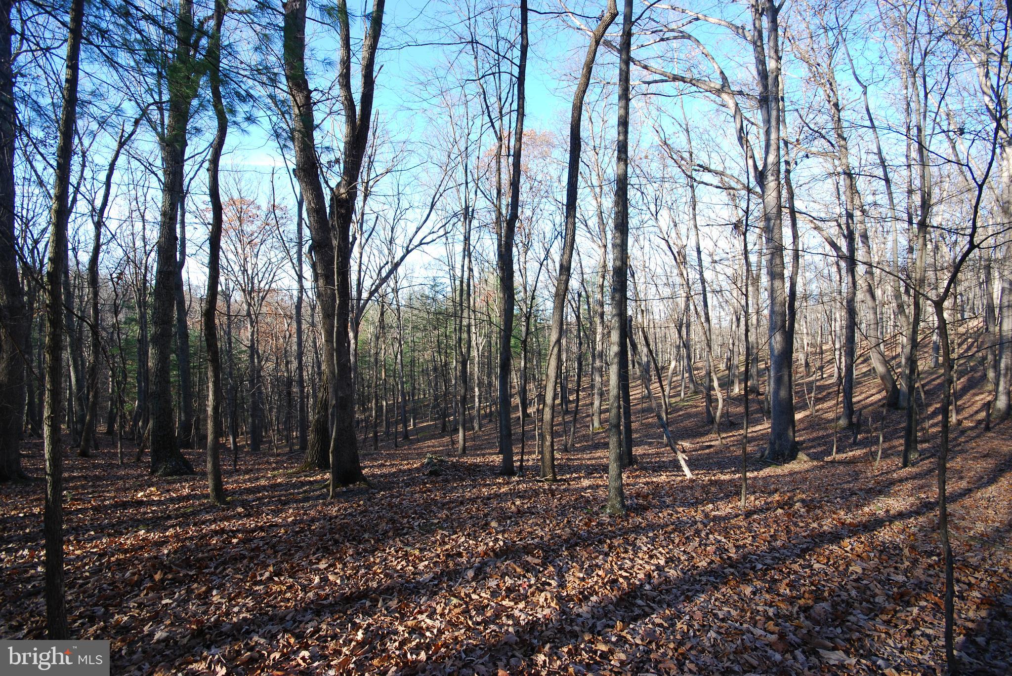 MILL MOUNTAIN ORCHARD - Land