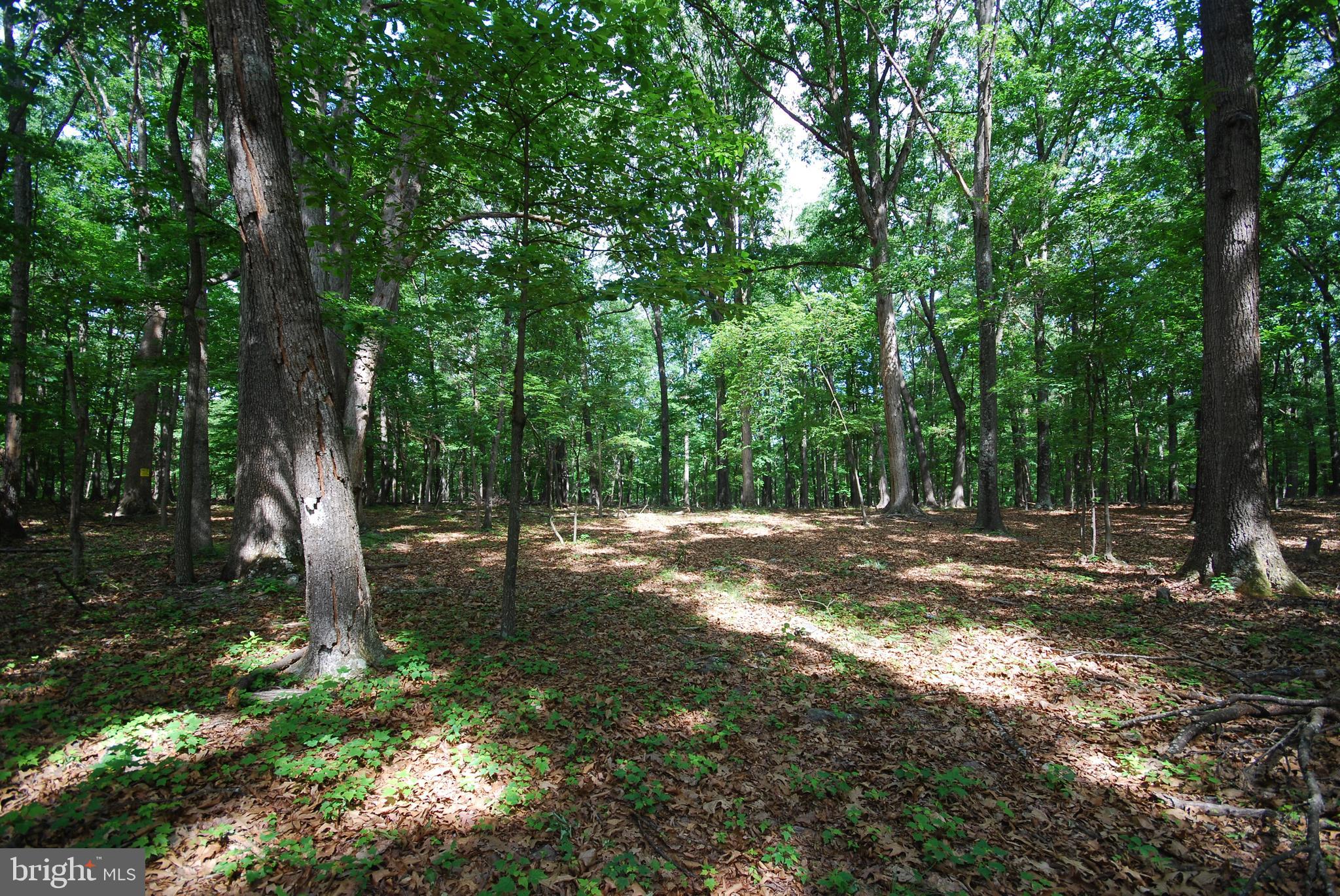 MILL MOUNTAIN ORCHARD - Land