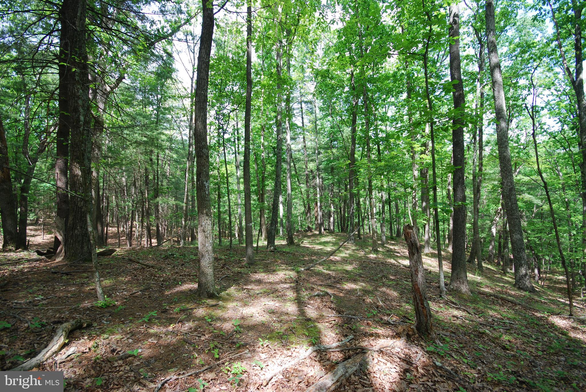 MILL MOUNTAIN ORCHARD - Land
