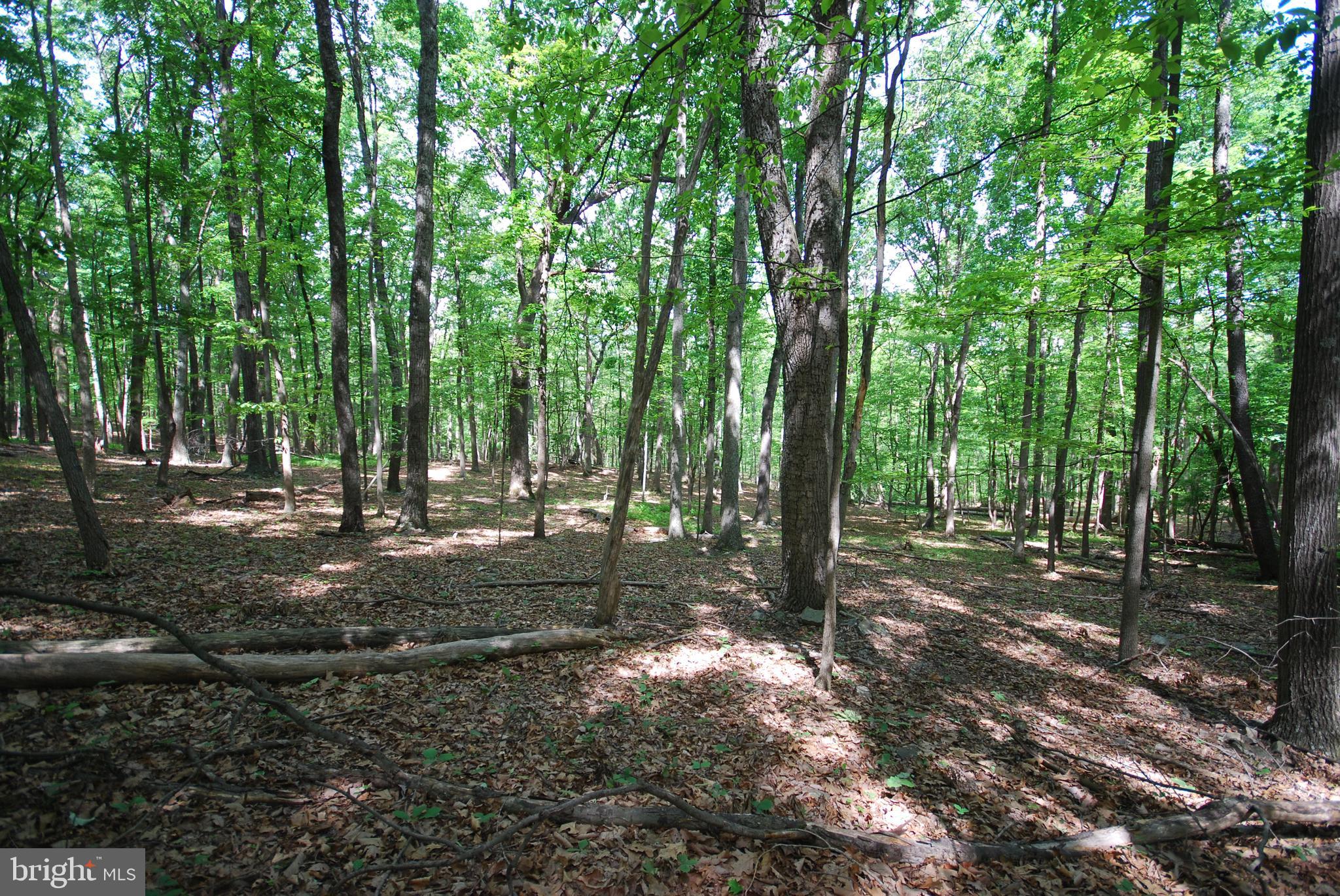 MILL MOUNTAIN ORCHARD - Land