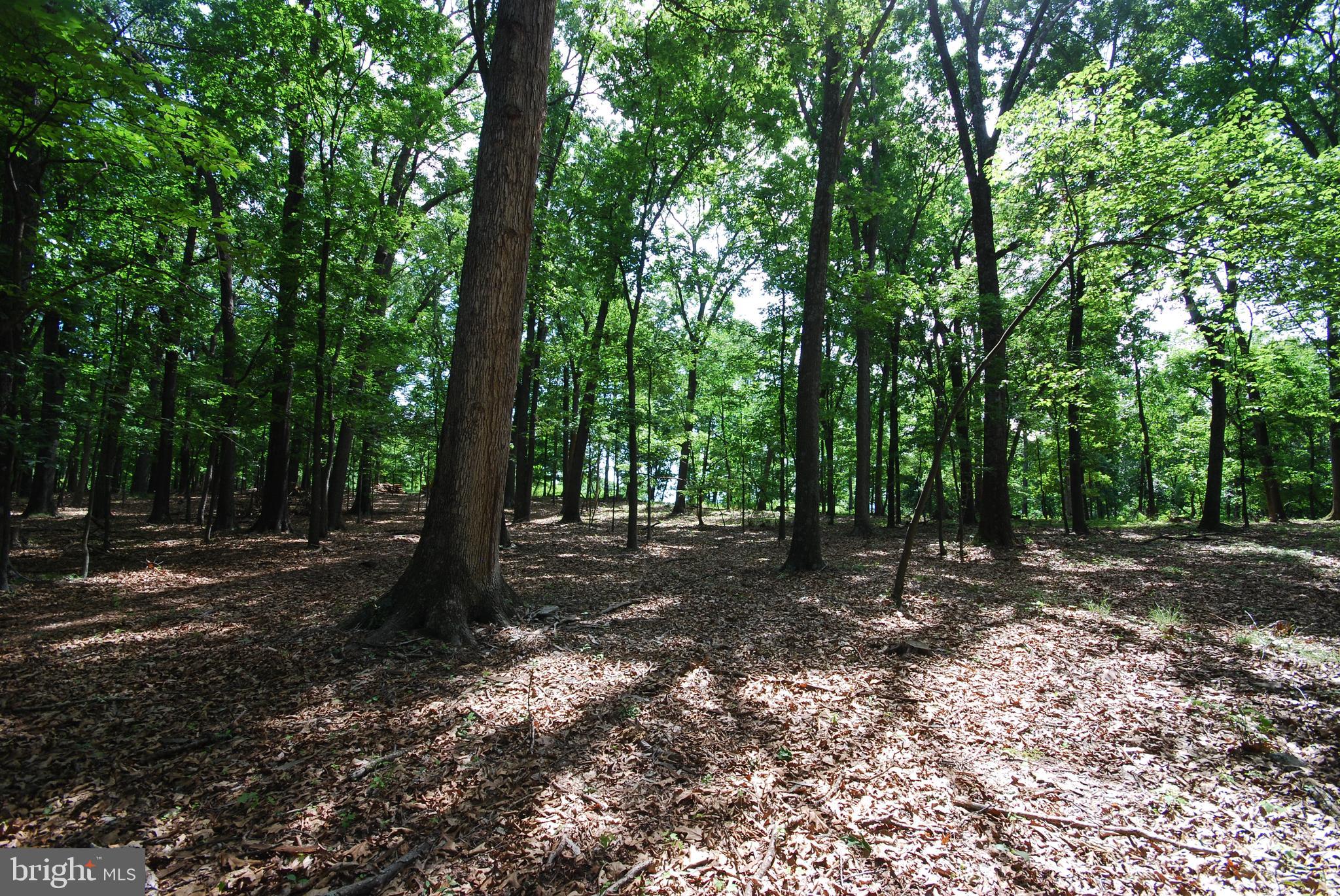 MILL MOUNTAIN ORCHARD - Land