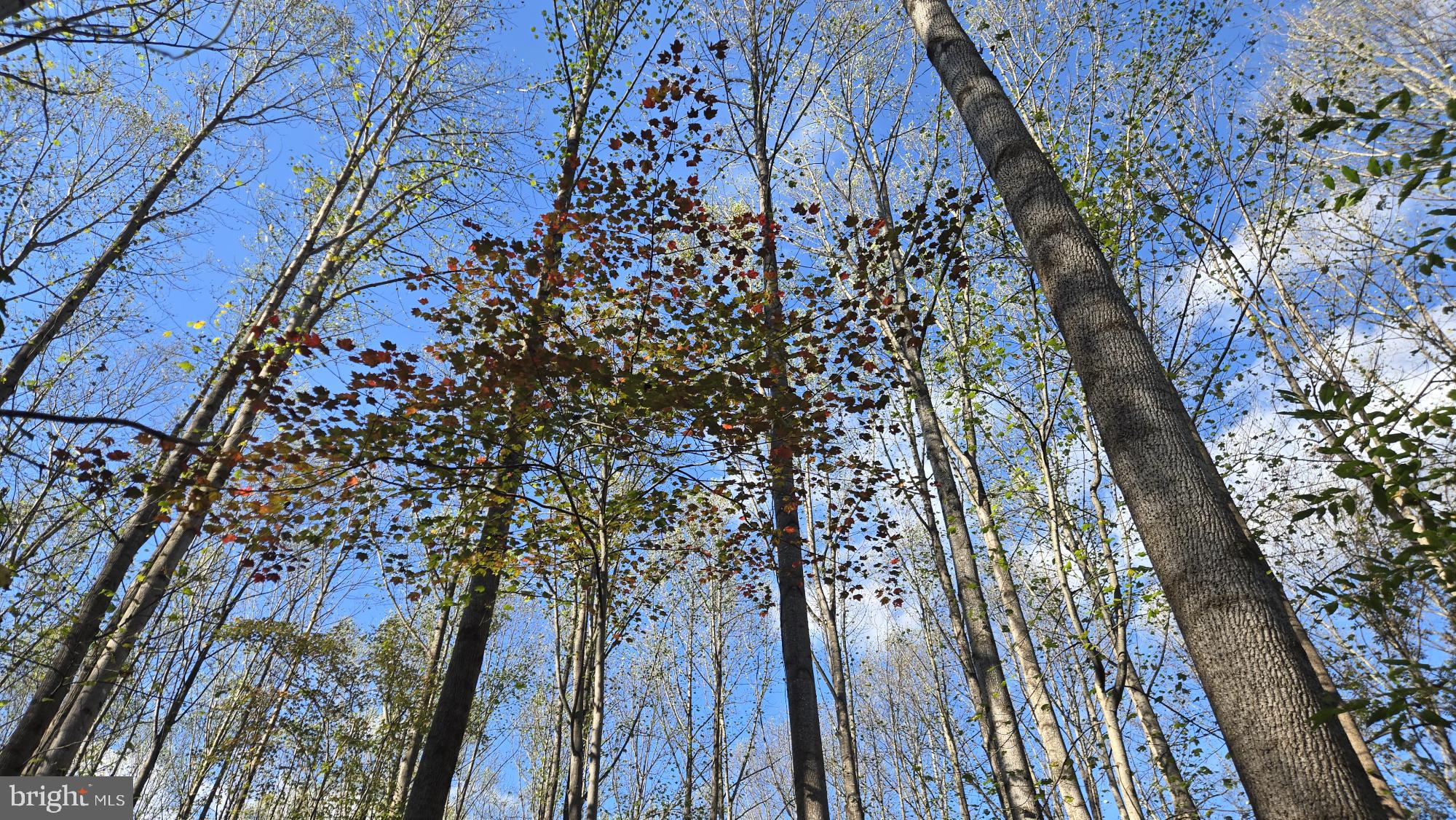 BIRCH CREEK - Land