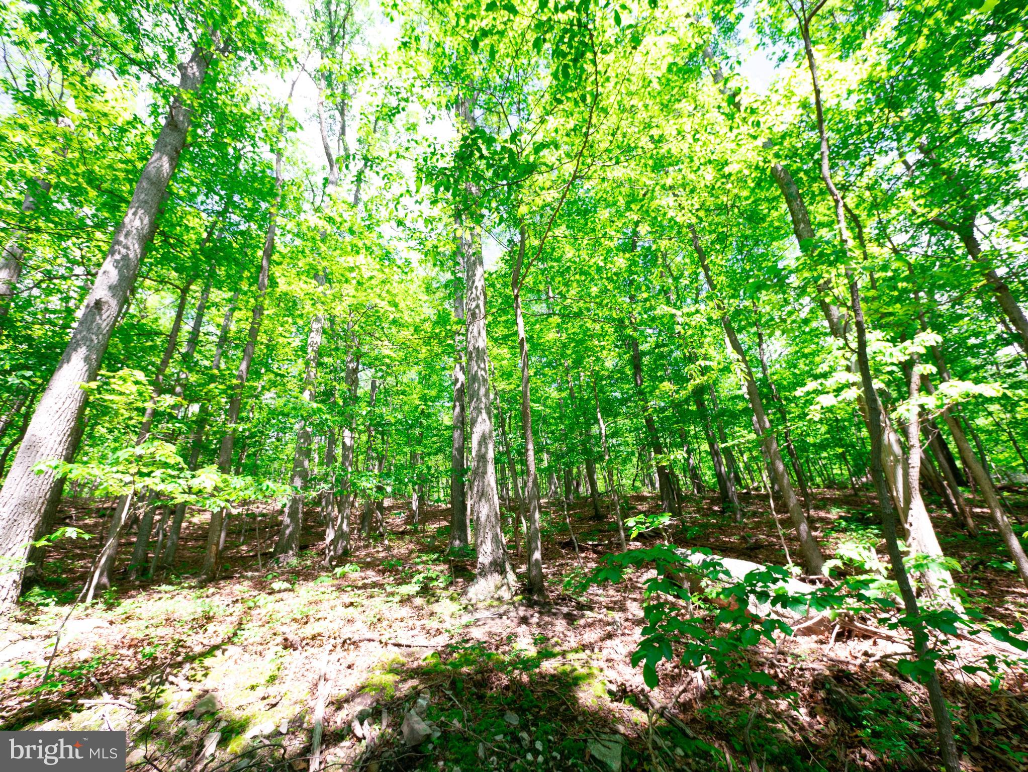 Great opportunity to own two beautiful wooded lots full of mature trees and plenty of privacy! These adjoining parcels offer a wonderful chance to connect with nature and enjoy peaceful surroundings. Located just about 30 minutes from downtown Winchester, you get the perfect mix of country calm and town convenience. Whether you’re thinking about outdoor fun, future plans, or simply an investment, these lots have exciting potential!! Schedule your showing today.