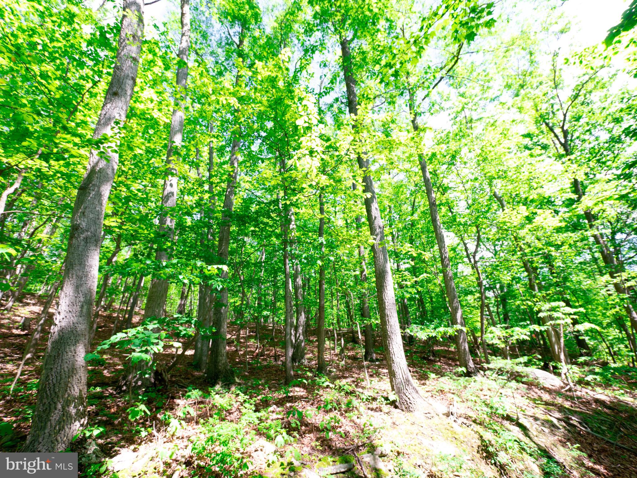 WILDE  ACRES - Land