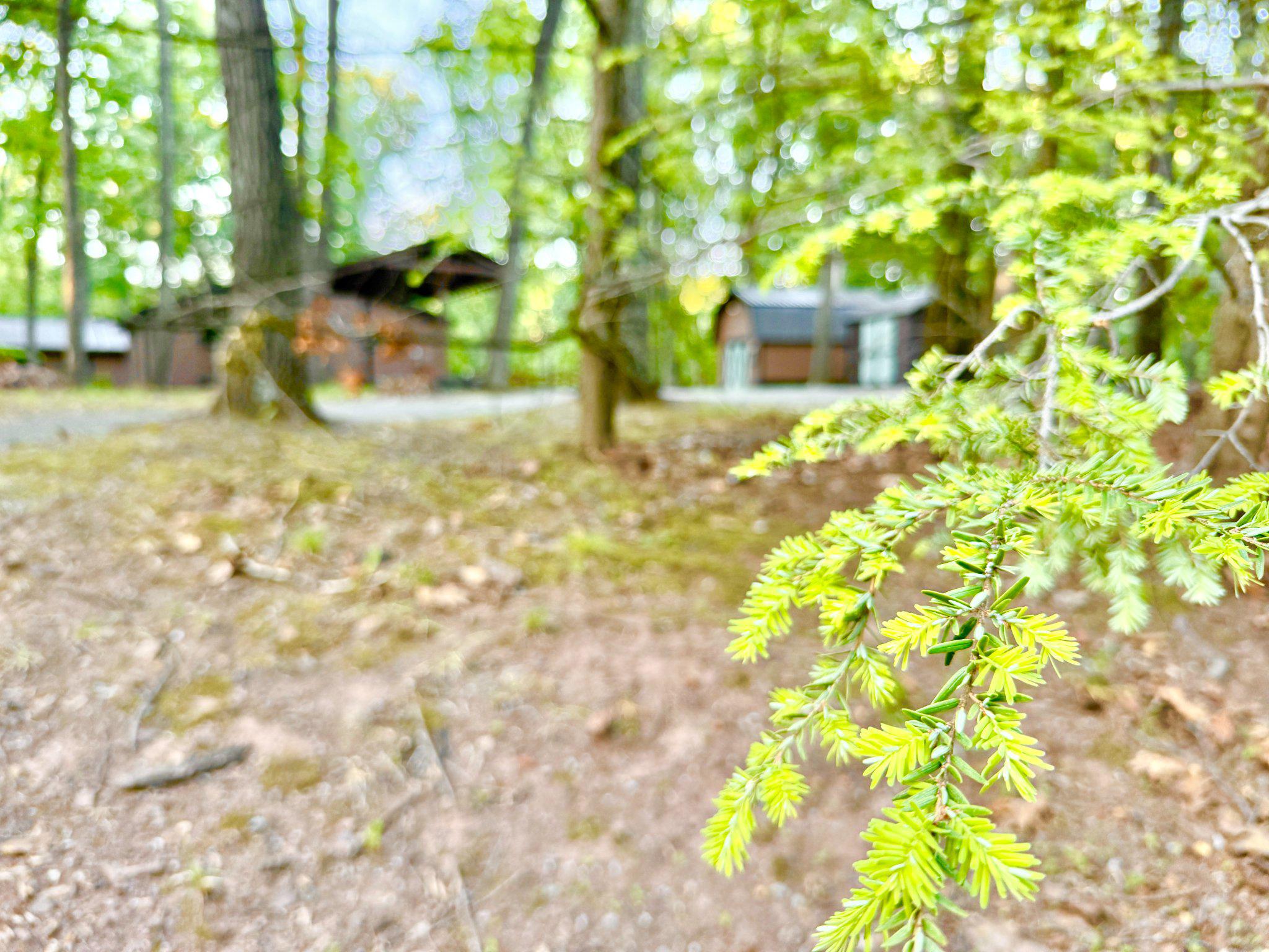 THE WOODS - Residential
