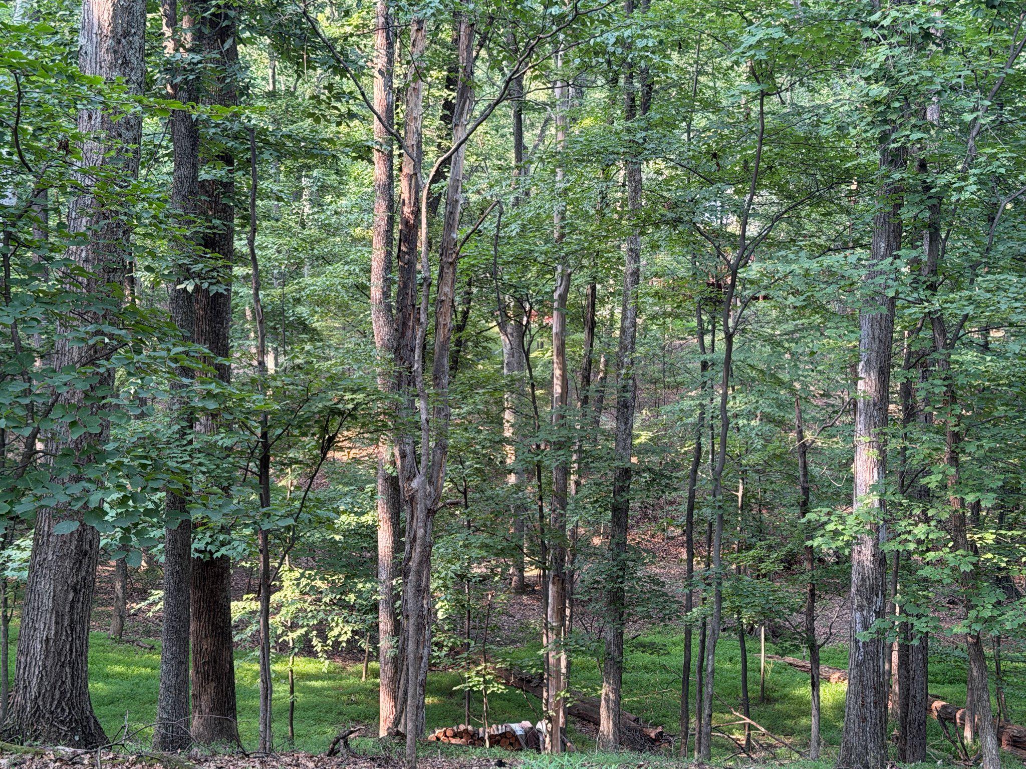 THE WOODS - Residential