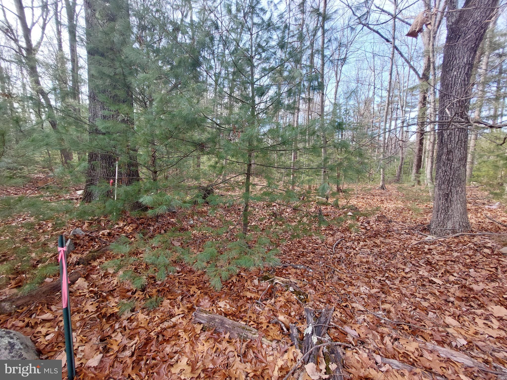 Multiple Offer  - All offers  due 2/19 by 3pm****Welcome to the COOL TOWN of Capon Bridge, West Virginia, where a slice of paradise awaits you! Seriously, it’s a slice!  3.77 acres nestled in the heart of this charming river town lies a piece of land, awaiting its fortunate new owner. This land parcel is not just any ordinary plot; it is lean and mean with lots to offer!  Lush pines, unrestricted, private, and affordable!  Over approximately 635 yards long and approximately 25 yards wide – easy terrain and easy access!  A unique canvas for your dreams and aspirations. Unrestricted and unspoiled, it provides the freedom to create your own oasis in the mountains.  HUNT, CAMP OR BUILD!  Convenience is key, with close proximity to Capon River, known for its crystal-clear waters and abundant recreational opportunities. Whether you're an avid kayaker or a passionate angler, easy access to the riverfront is just a moment away.  Enjoy a night out at the local restaurants and enjoy some local musicians, crafts, and farm to store goodies!  Escape the city life and retreat to your own private haven in the mountains every weekend. Whether you envision a cozy cabin tucked away amidst the pines or prefer the simplicity of RV camping under the stars, the possibilities are endless.
