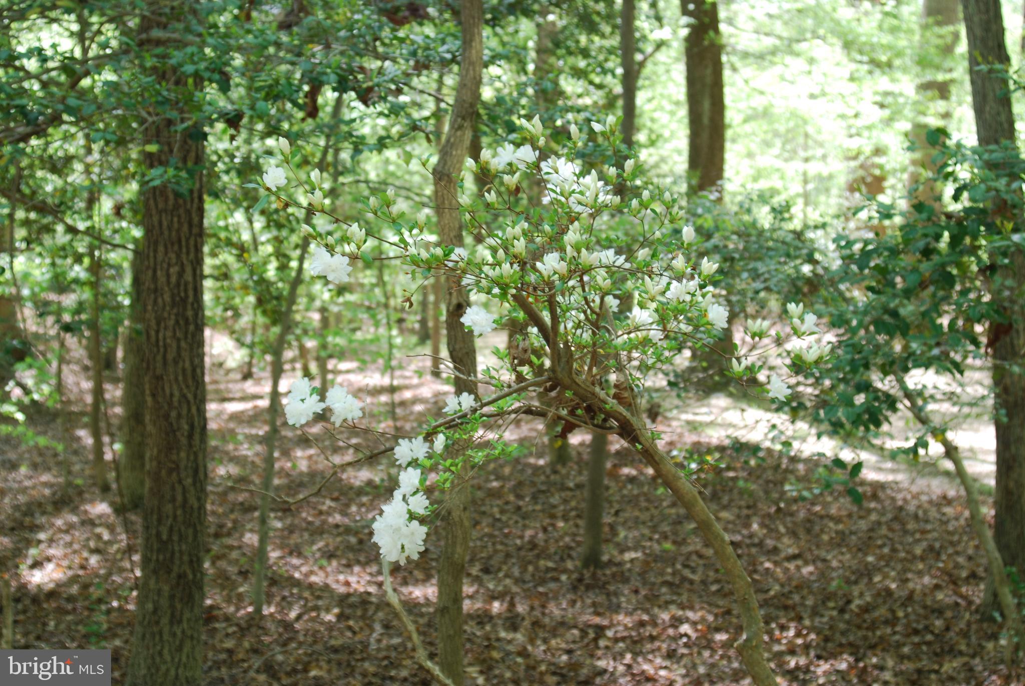 MOYAONE RESERVE - Land