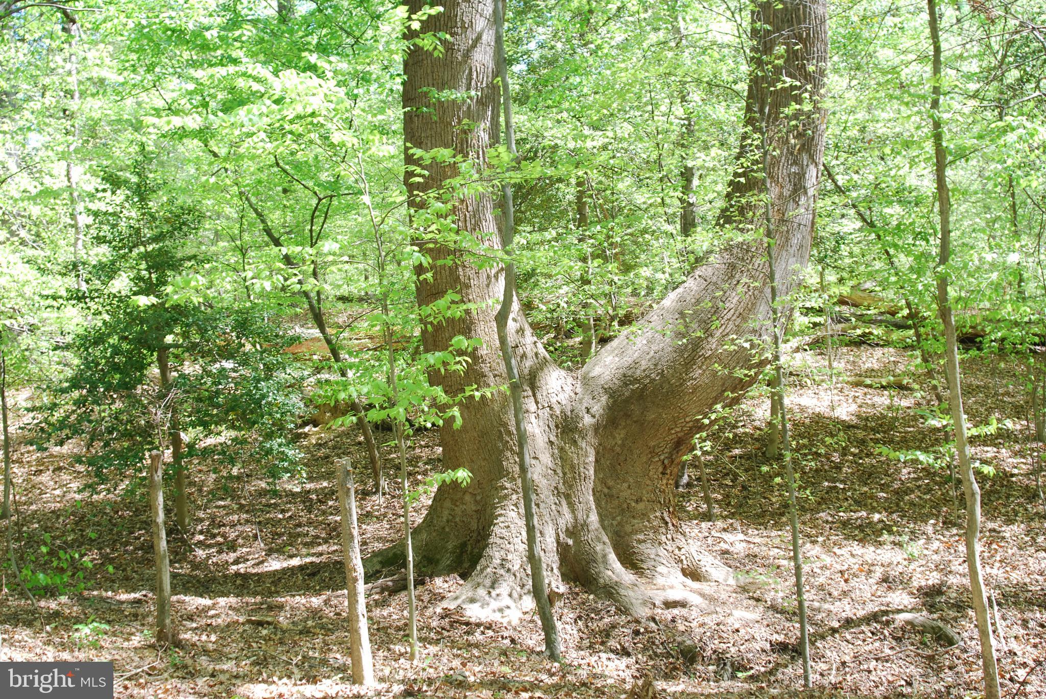 MOYAONE RESERVE - Land