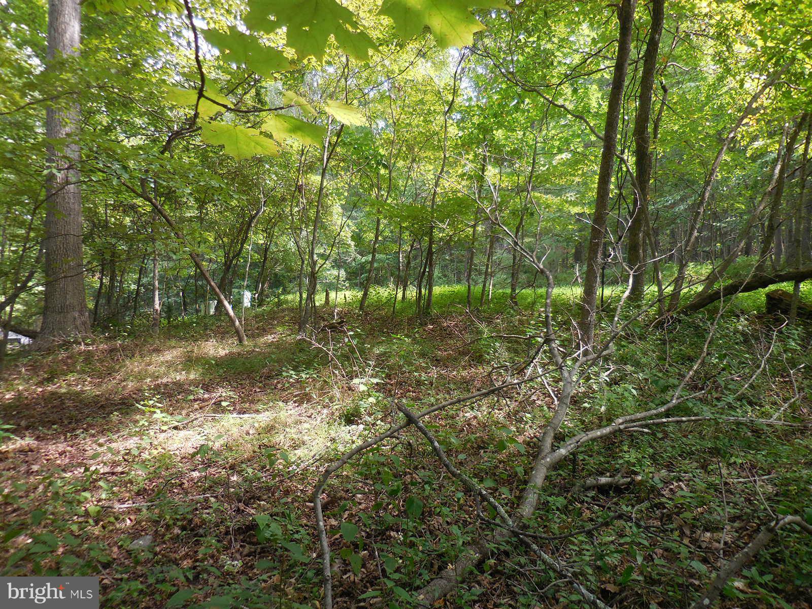 TROUT POND - Land
