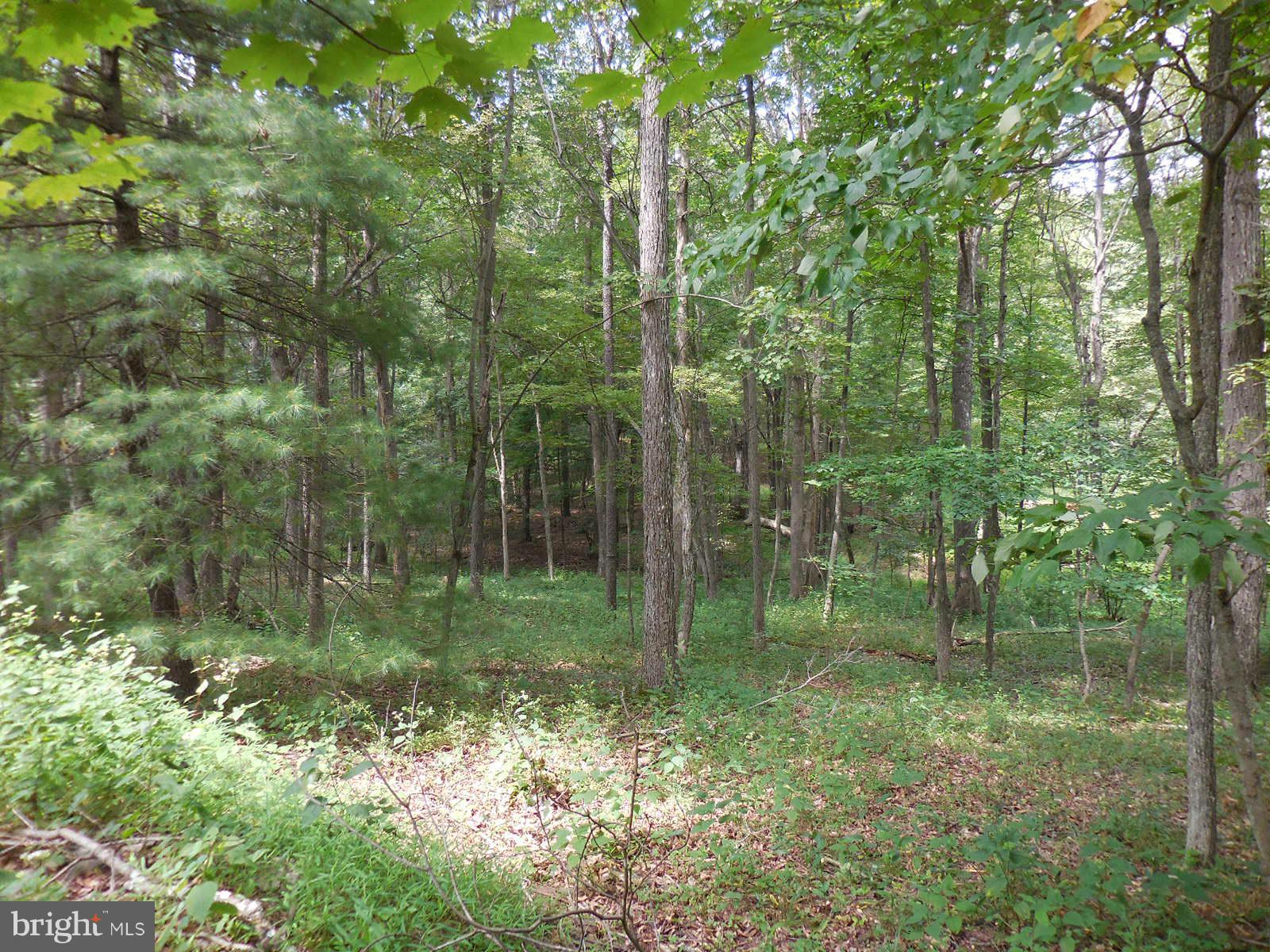 TROUT POND - Land