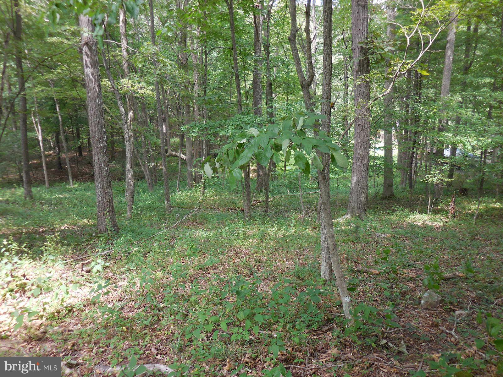 TROUT POND - Land