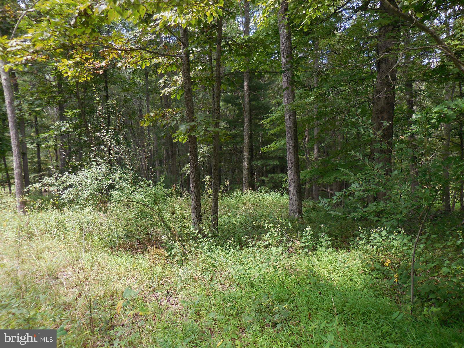 TROUT POND - Land