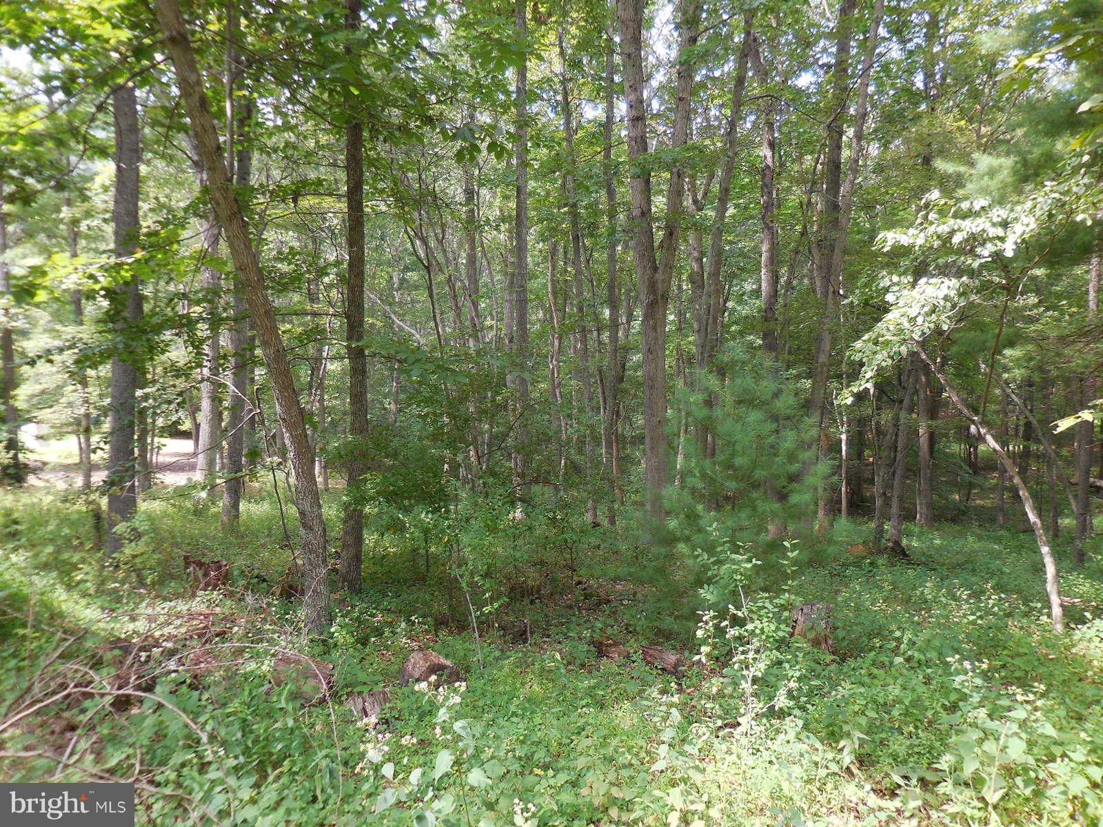 TROUT POND - Land