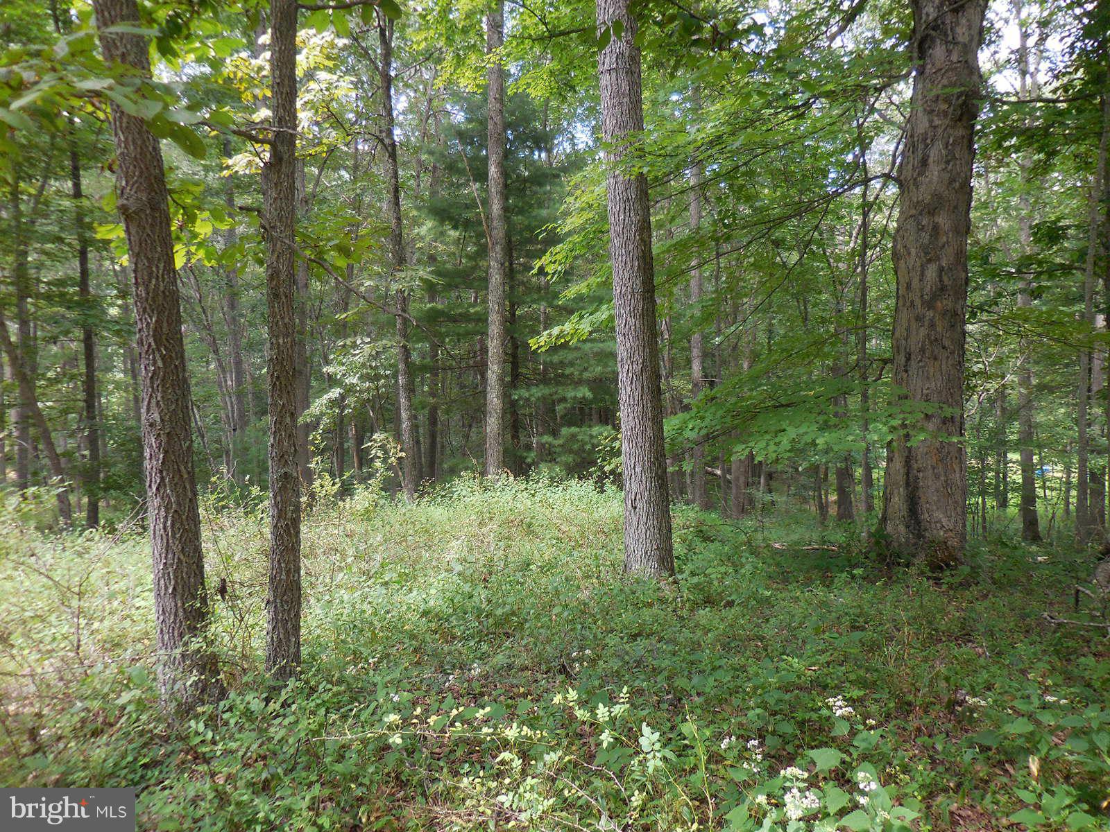 TROUT POND - Land