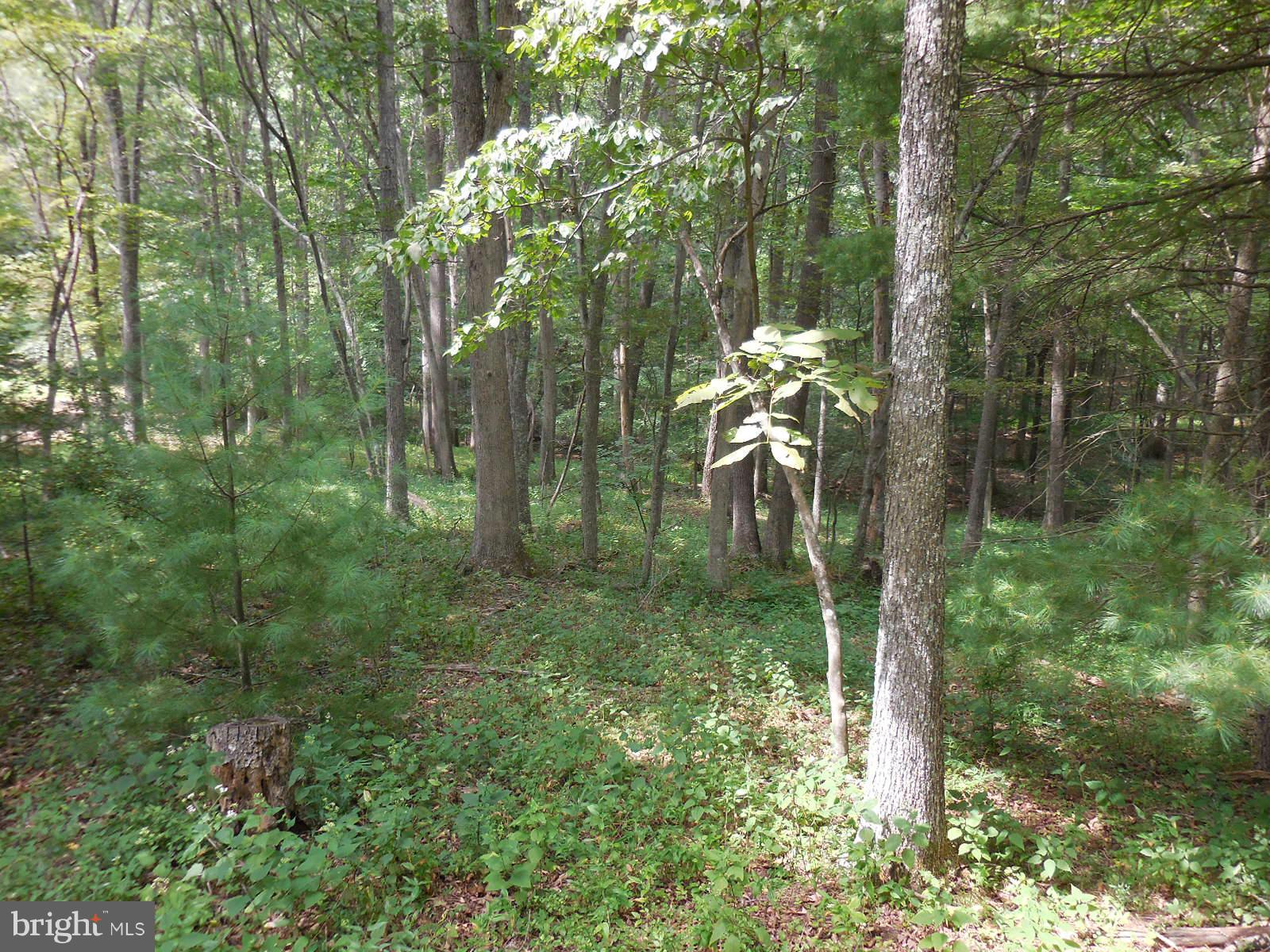 TROUT POND - Land