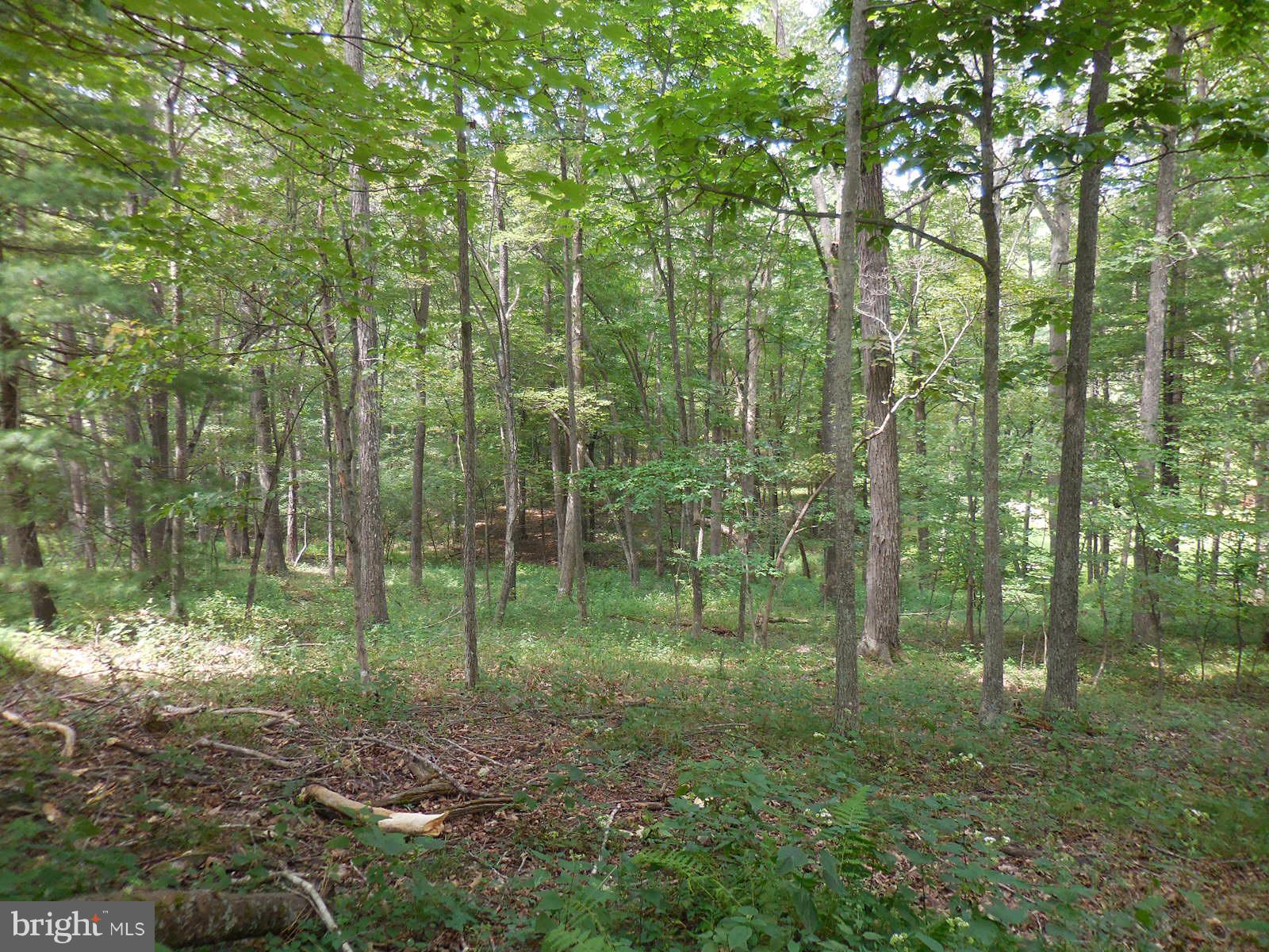 TROUT POND - Land
