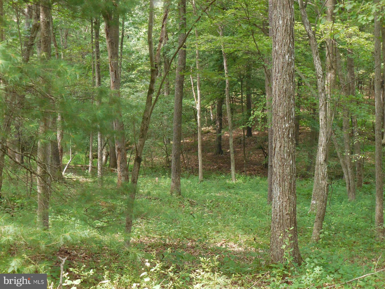 ATTENTION HUNTERS- 2.36 acre wooded lot perfect for building your own hunting cabin.  Then walk directly across the road into the George Washington National Forest to go hunting AND just a minutes drive to the National Forest Trout Pond Recreation Area which boasts the only natural lake in WV known at Trout Pond.  Relax on the sandy mountain beach or fish for stocked trout.