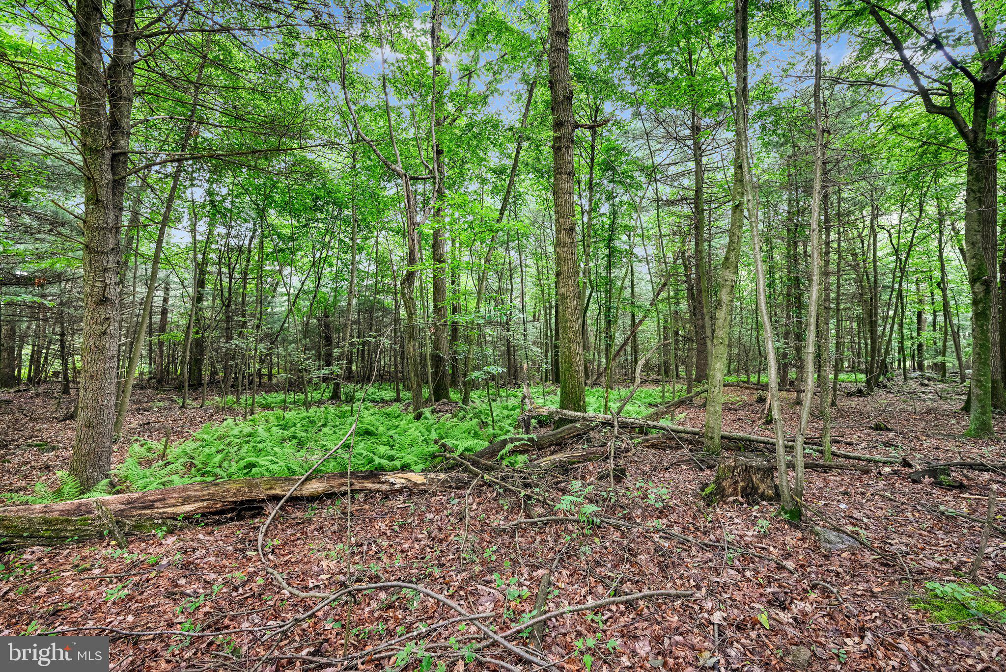 PINE GROVE - Residential