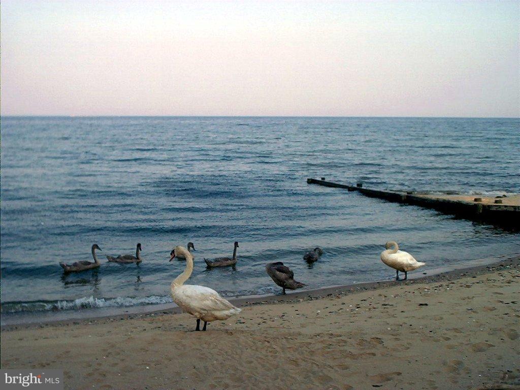 COVE LAKE - Land