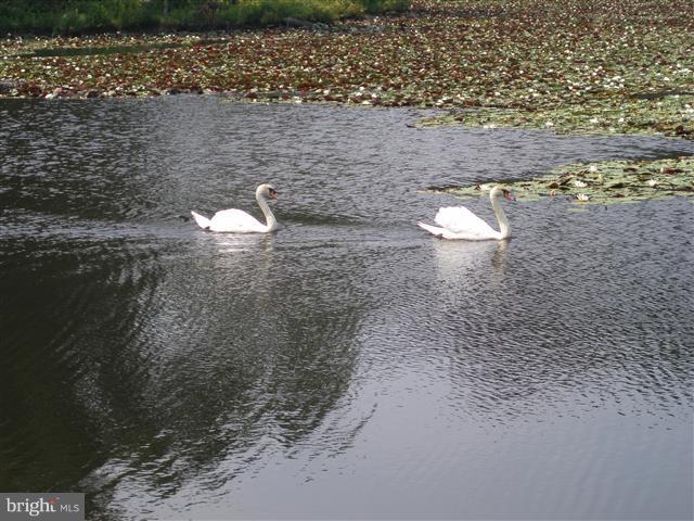 COVE LAKE - Land