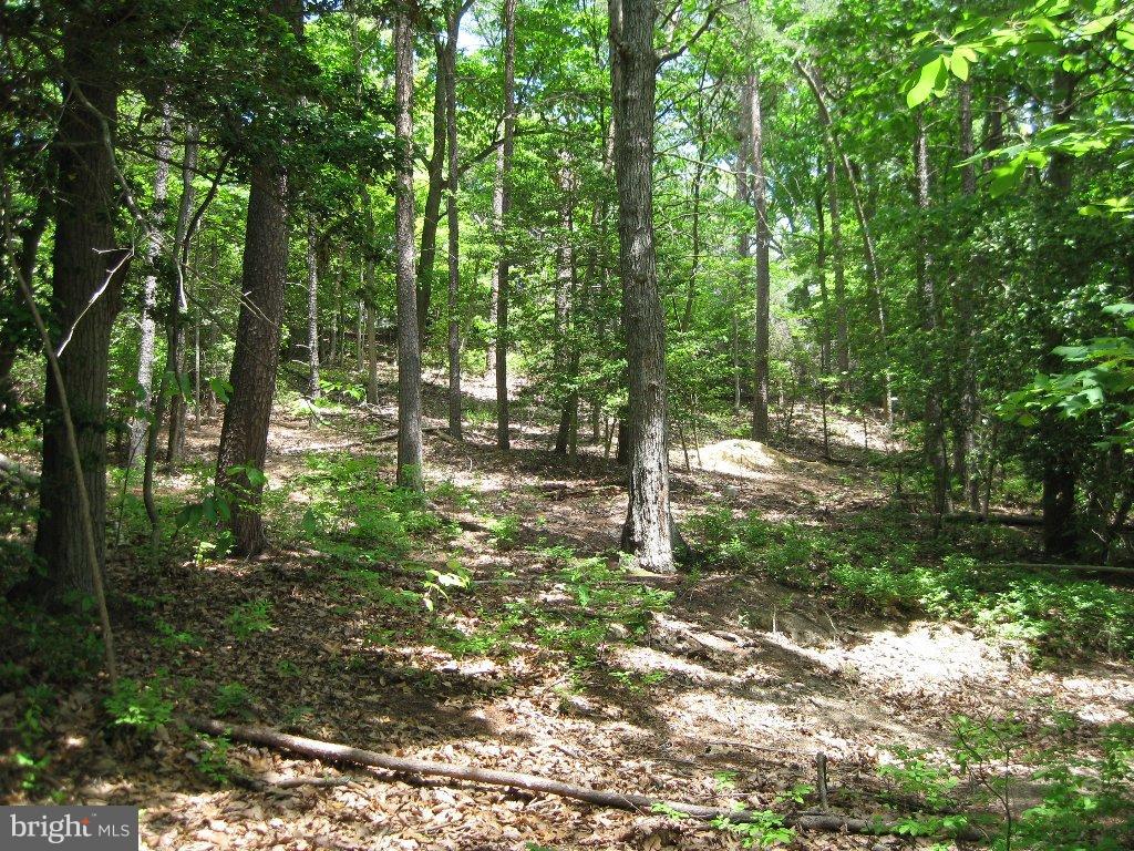 COVE LAKE - Land