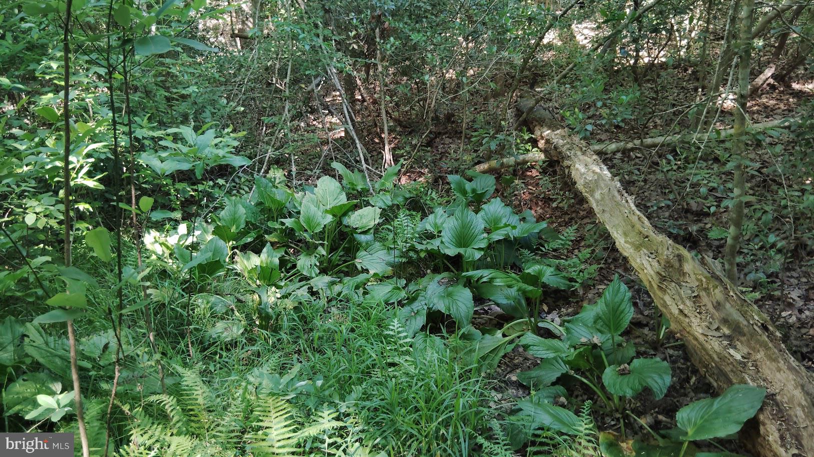 BEAVER LODGE ESTATES - Residential